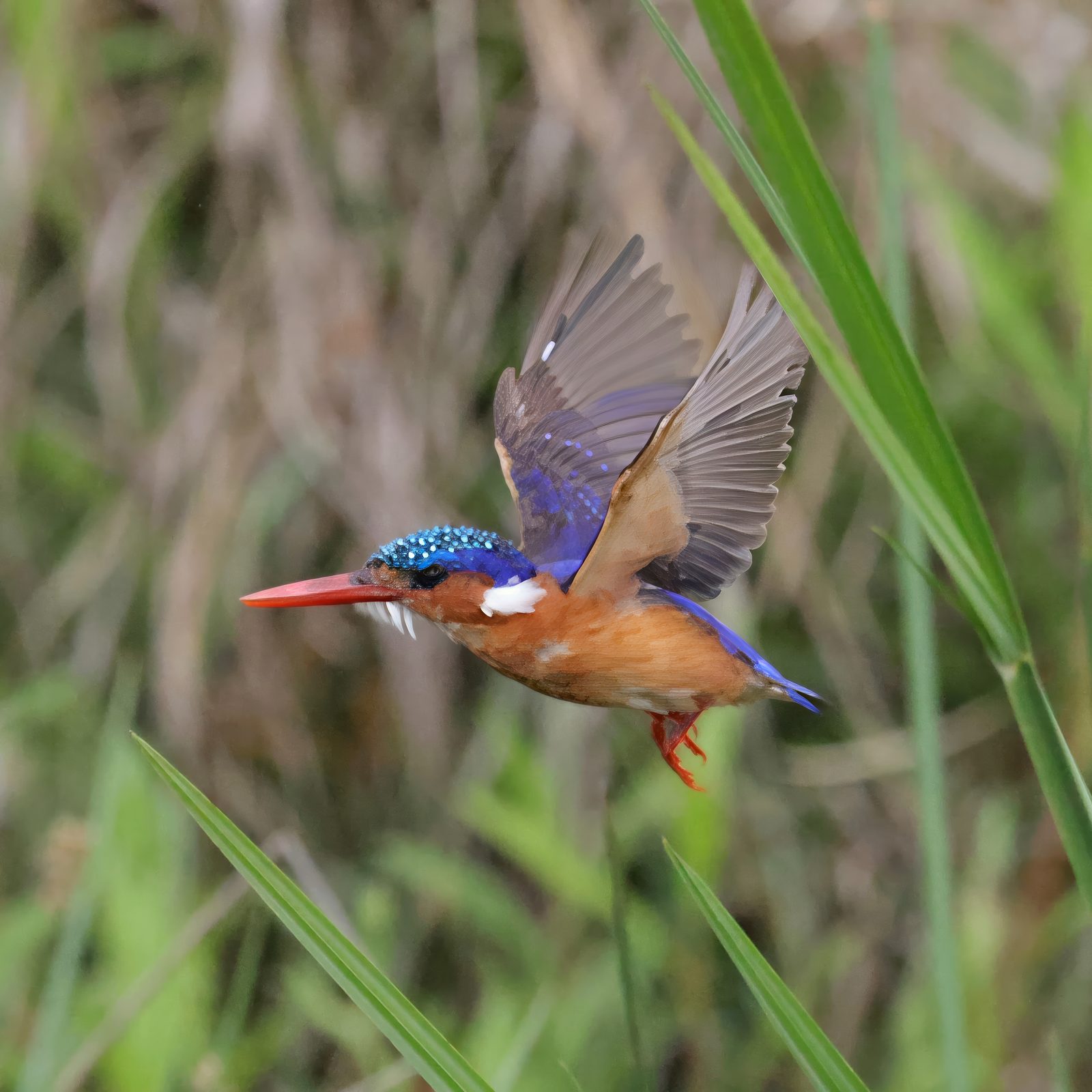Malachite kingfisher, in flight, Zimbabwe