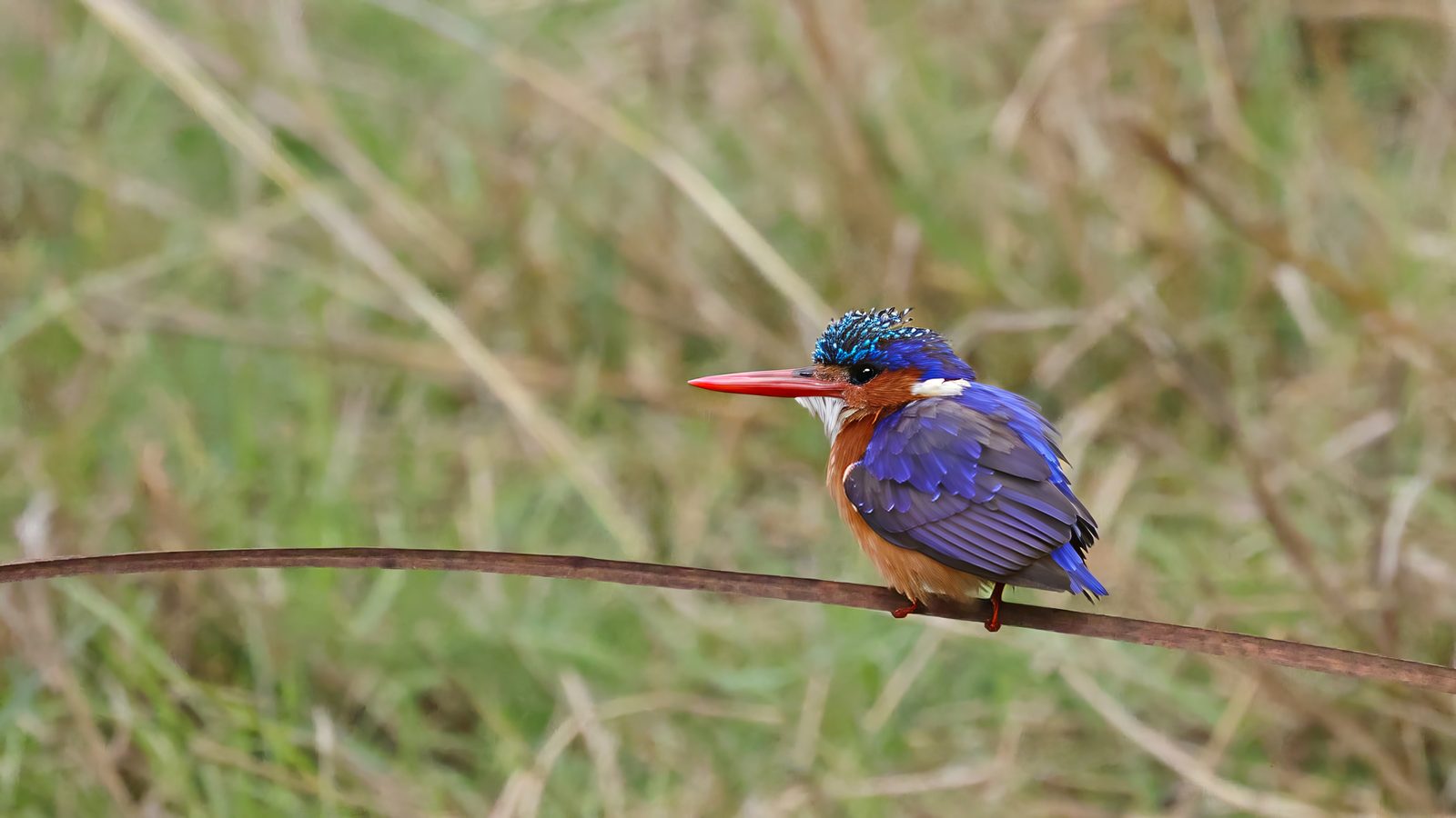Malachite kingfisher, perched, Zimbabwe