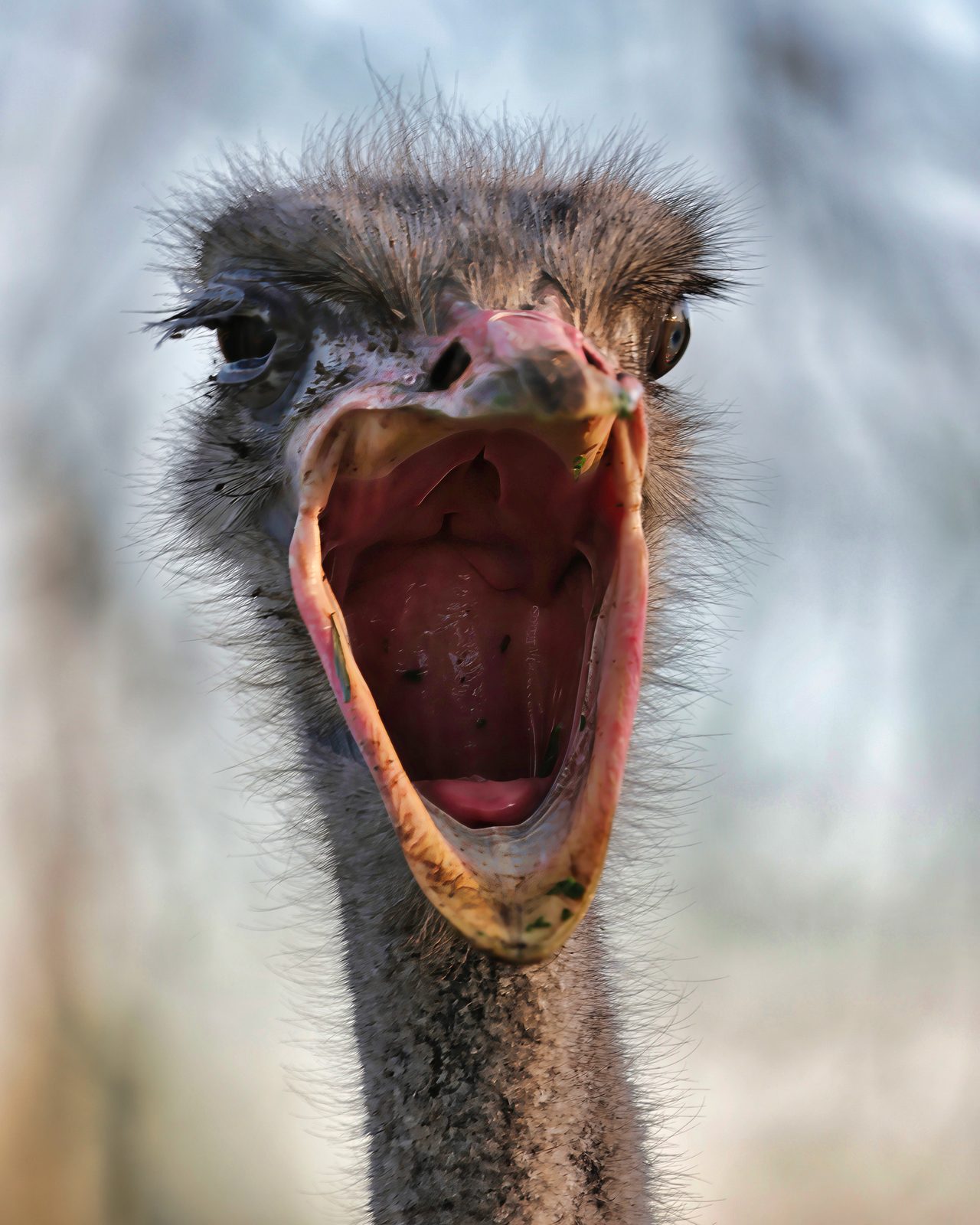 Ostrich, gaping, Zimbabwe