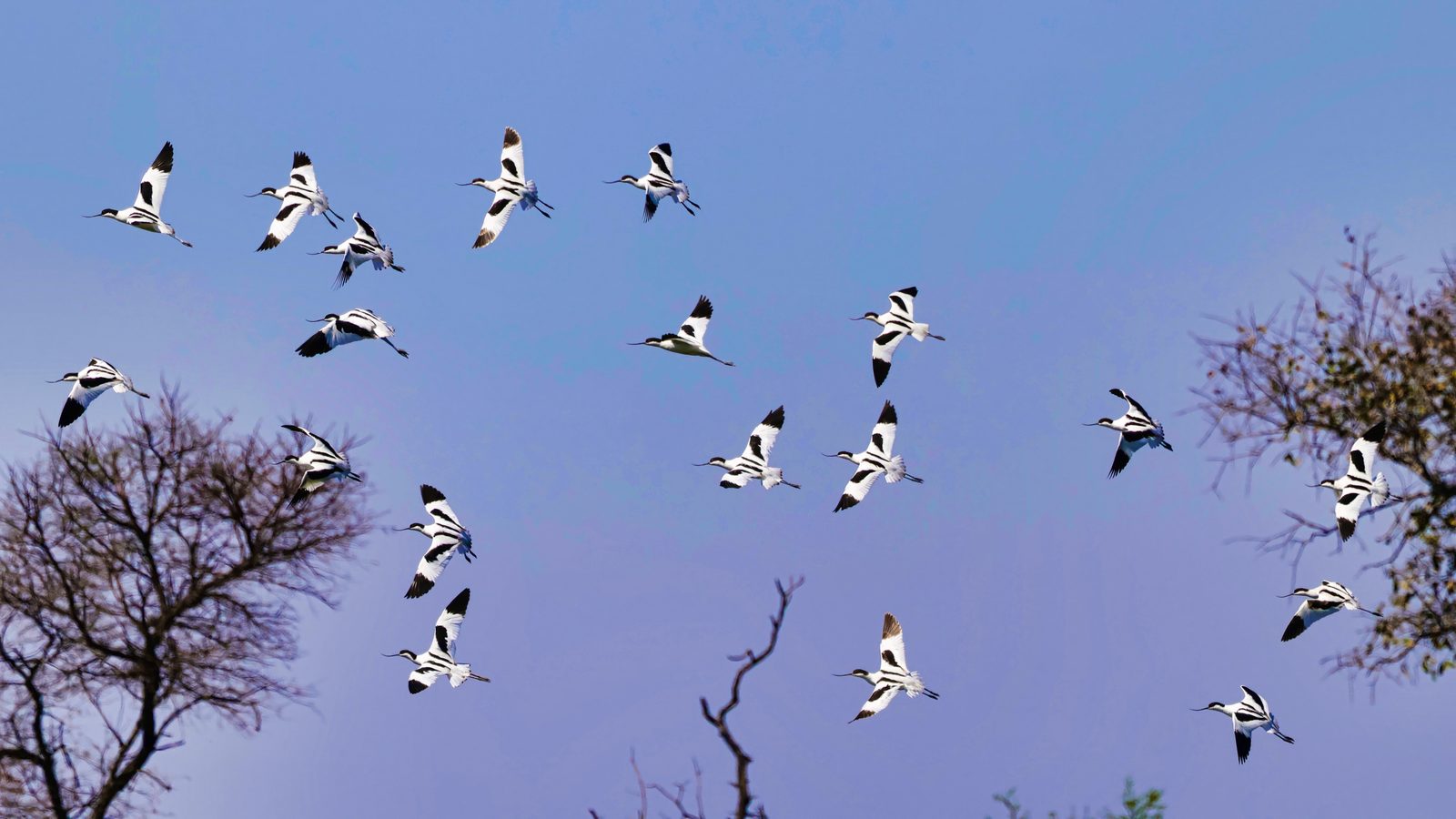 Pied avocets, in flight, Zimbabwe