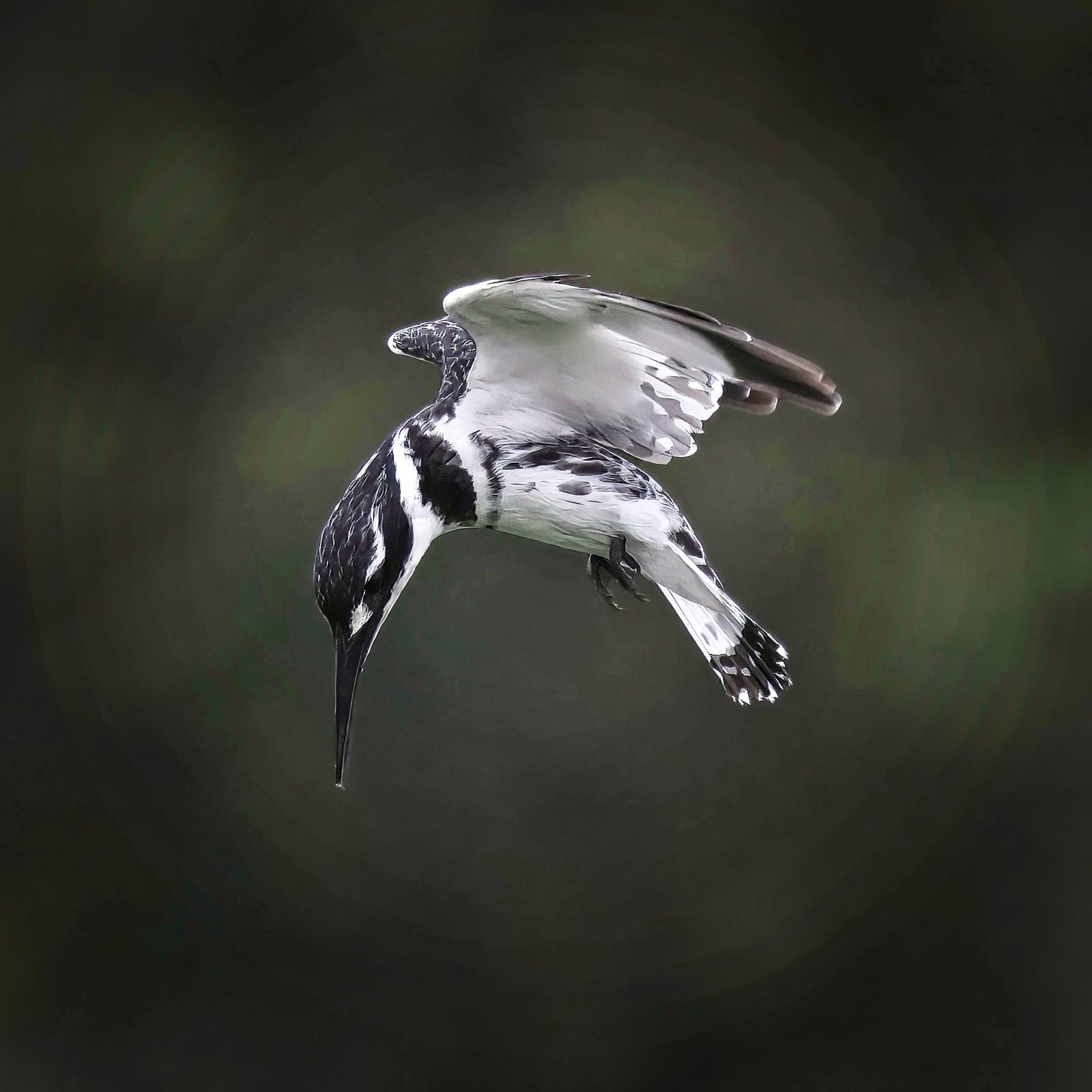 Pied kingfisher, hovering, head down, Zimbabwe