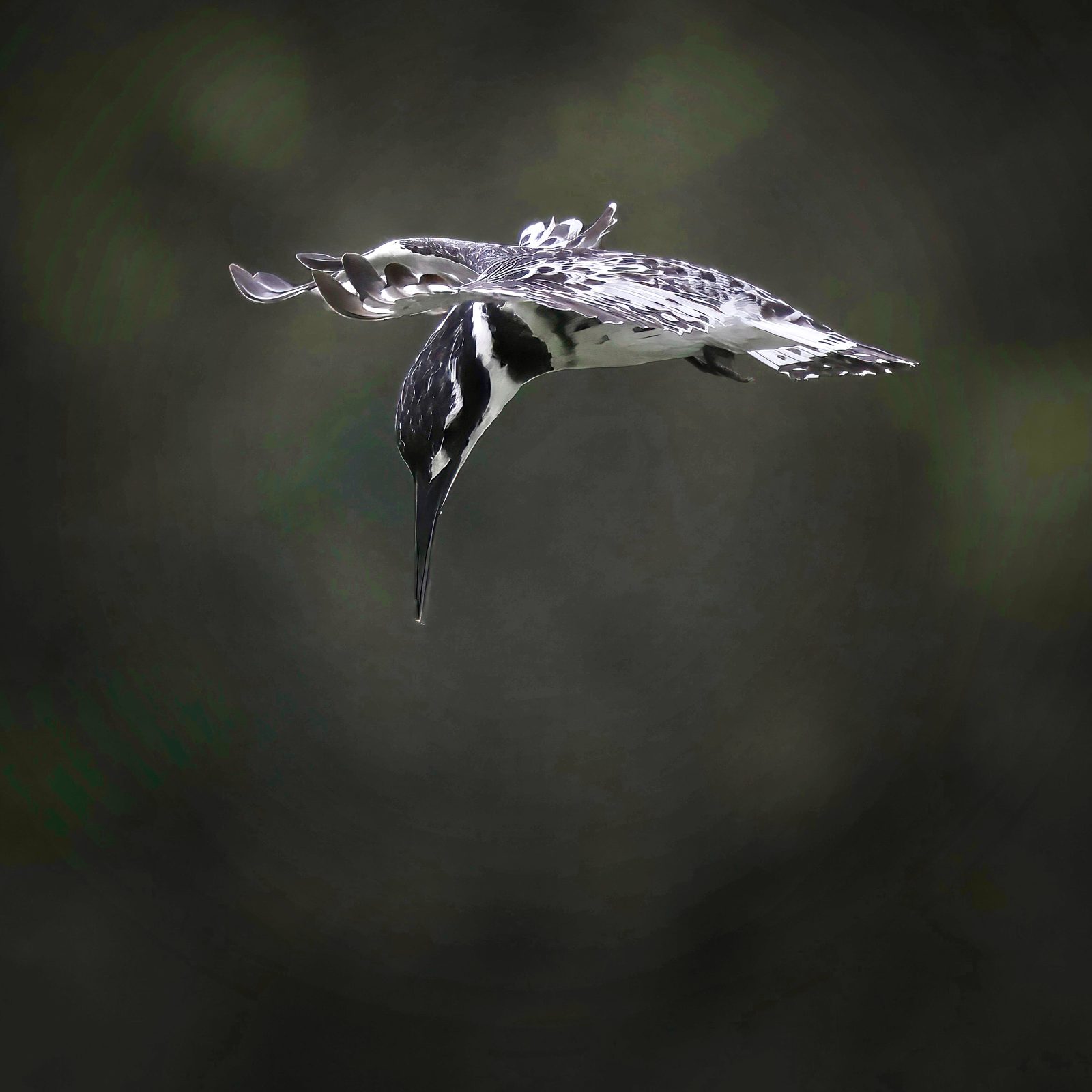 Pied kingfisher, hovering, wings spread, Zimbabwe
