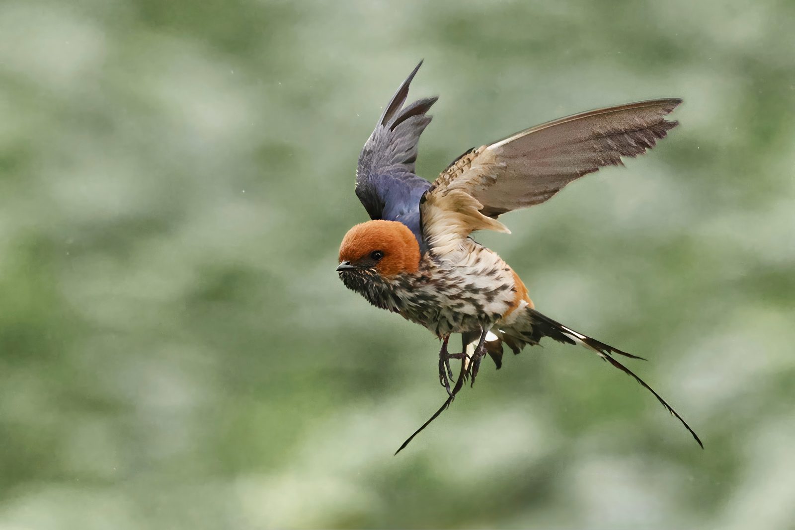 Striped swallow, in flight, Zimbabwe