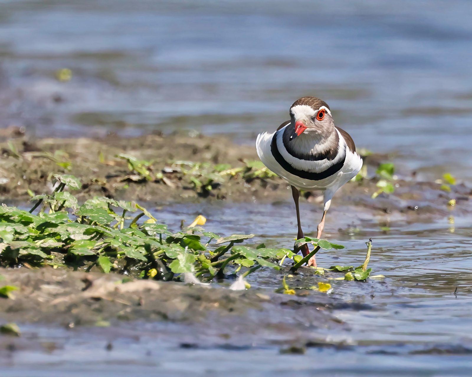 Three-banded plover, in the shallows, Zimbabwe