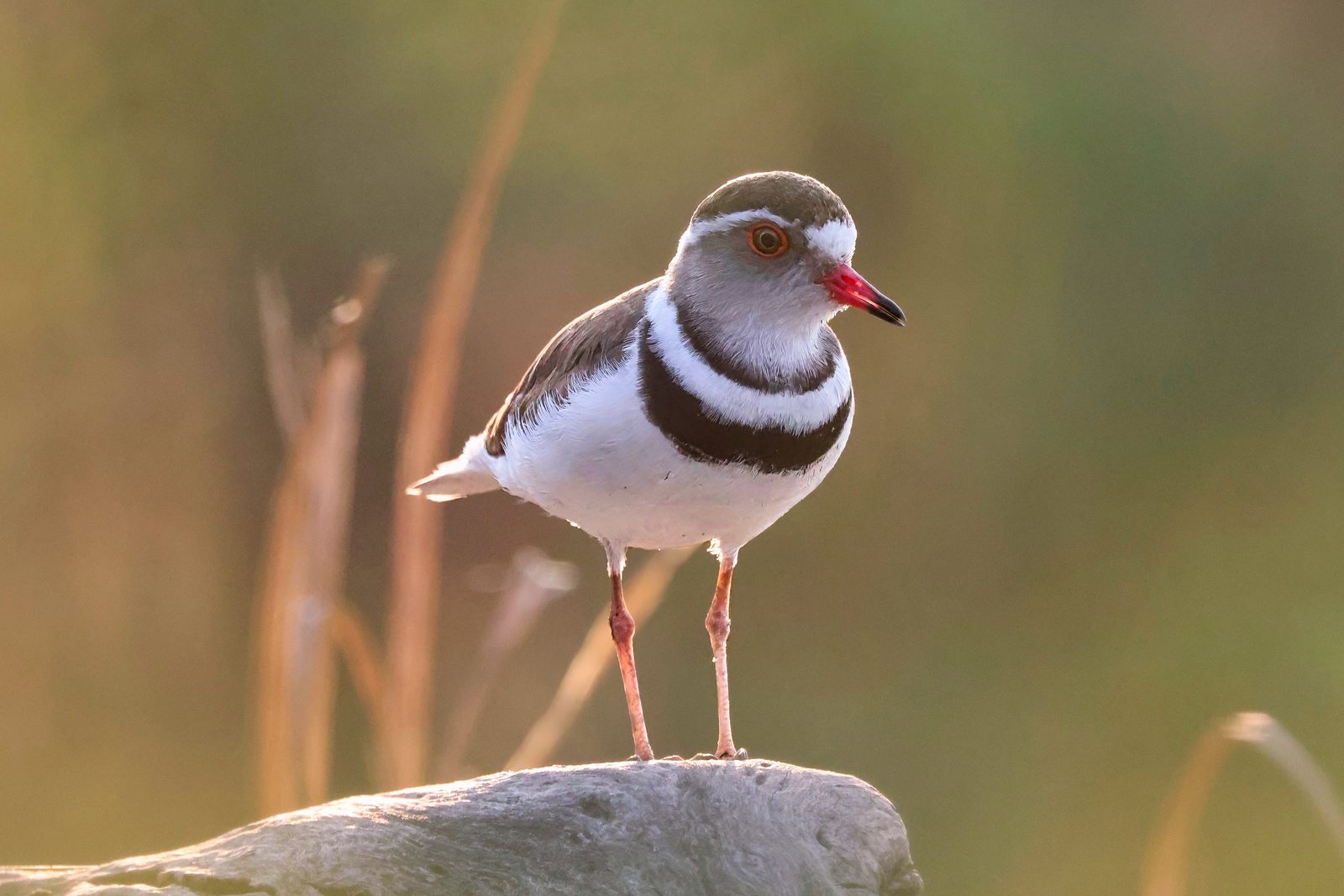 Three-banded plover, portrait, Zimbabwe