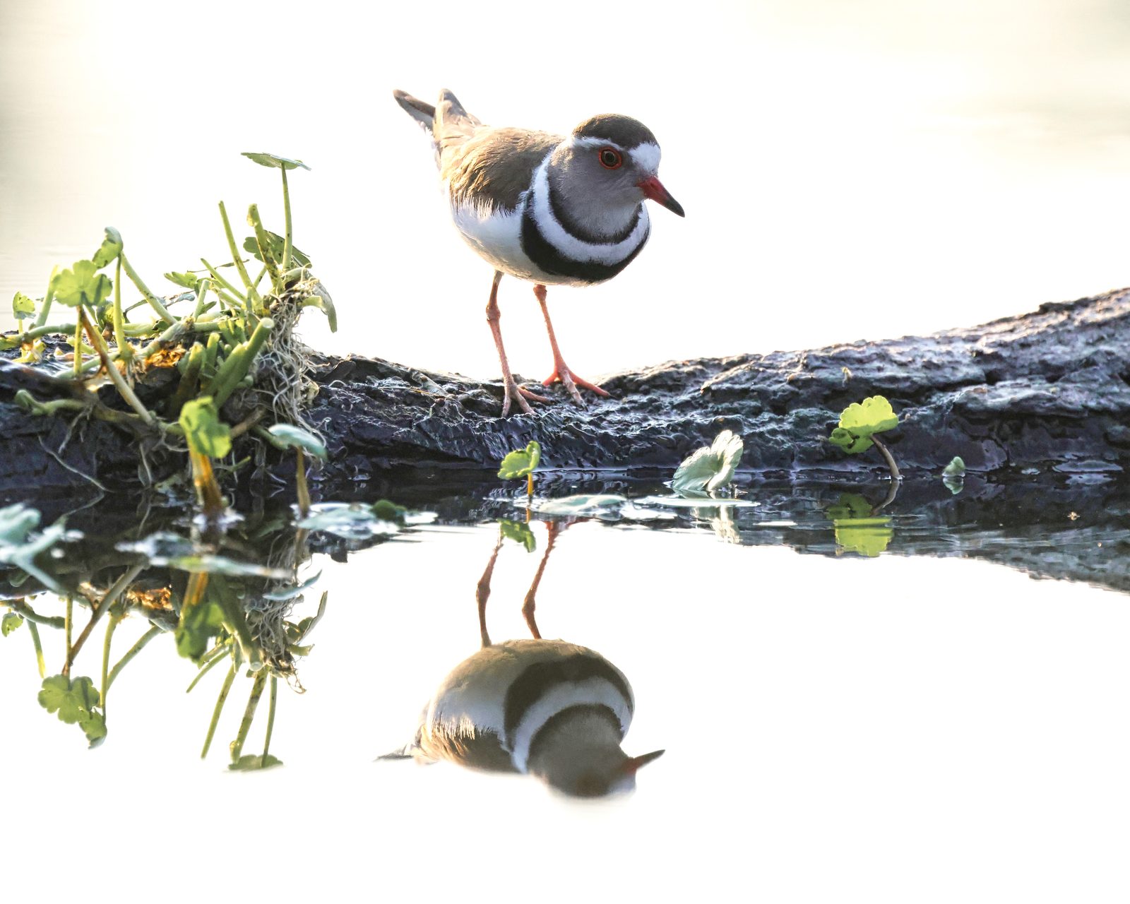 Three-banded plover, reflection, high key, Zimbabwe