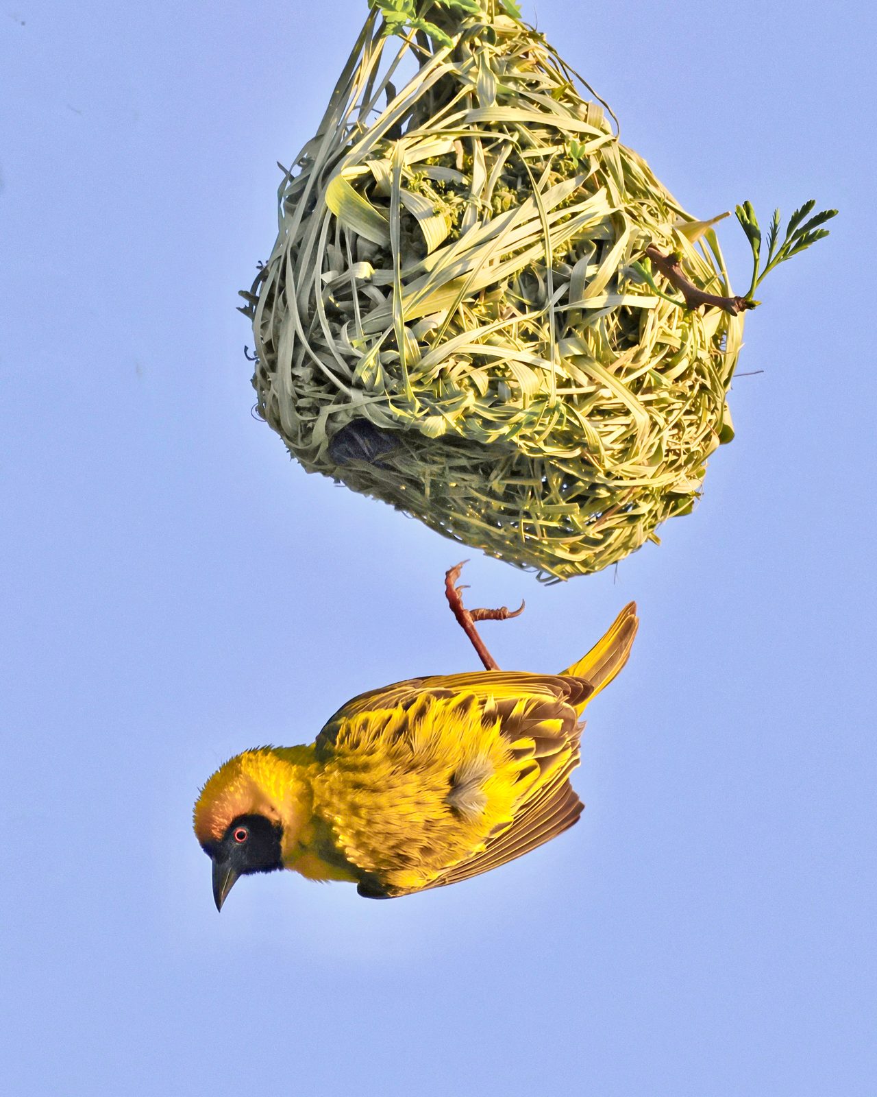 Weaver, dropping away from its nest, Zimbabwe