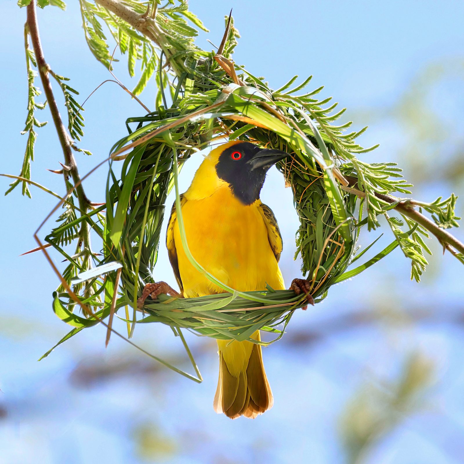 Weaver, framed by its nest, Zimbabwe