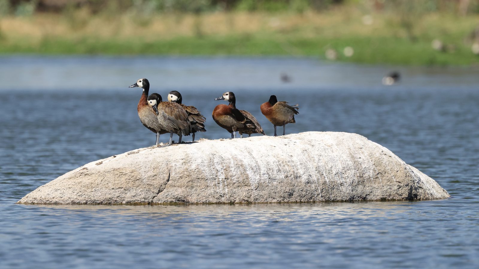 Whistling ducks, on a rock, Zimbabwe