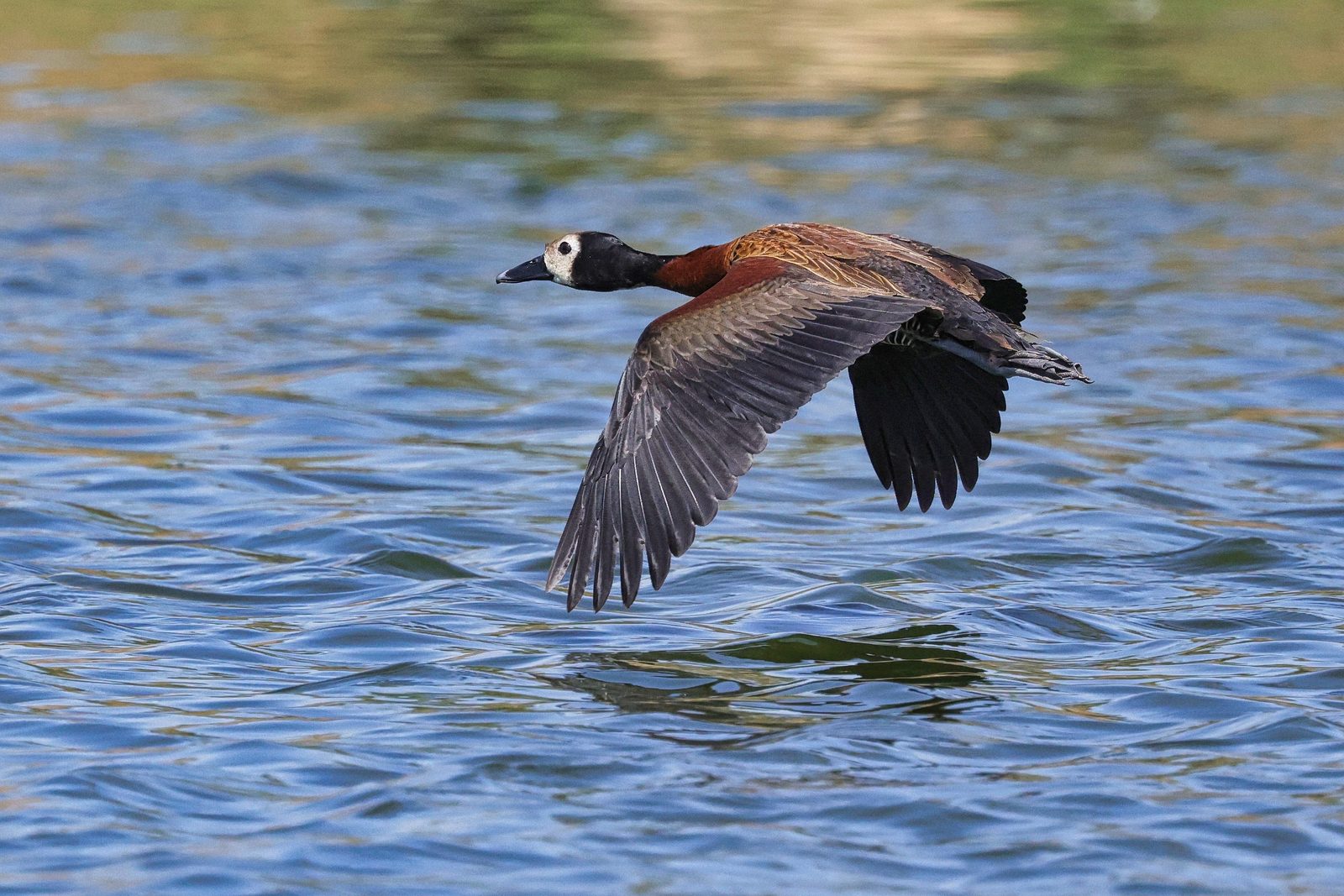 White-faced whistling duck, low over the water, Zimbabwe