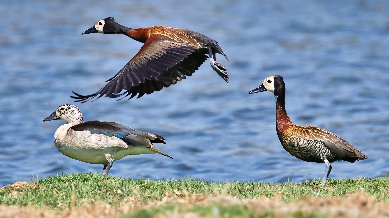 White-faced whistling ducks, take-off, Zimbabwe