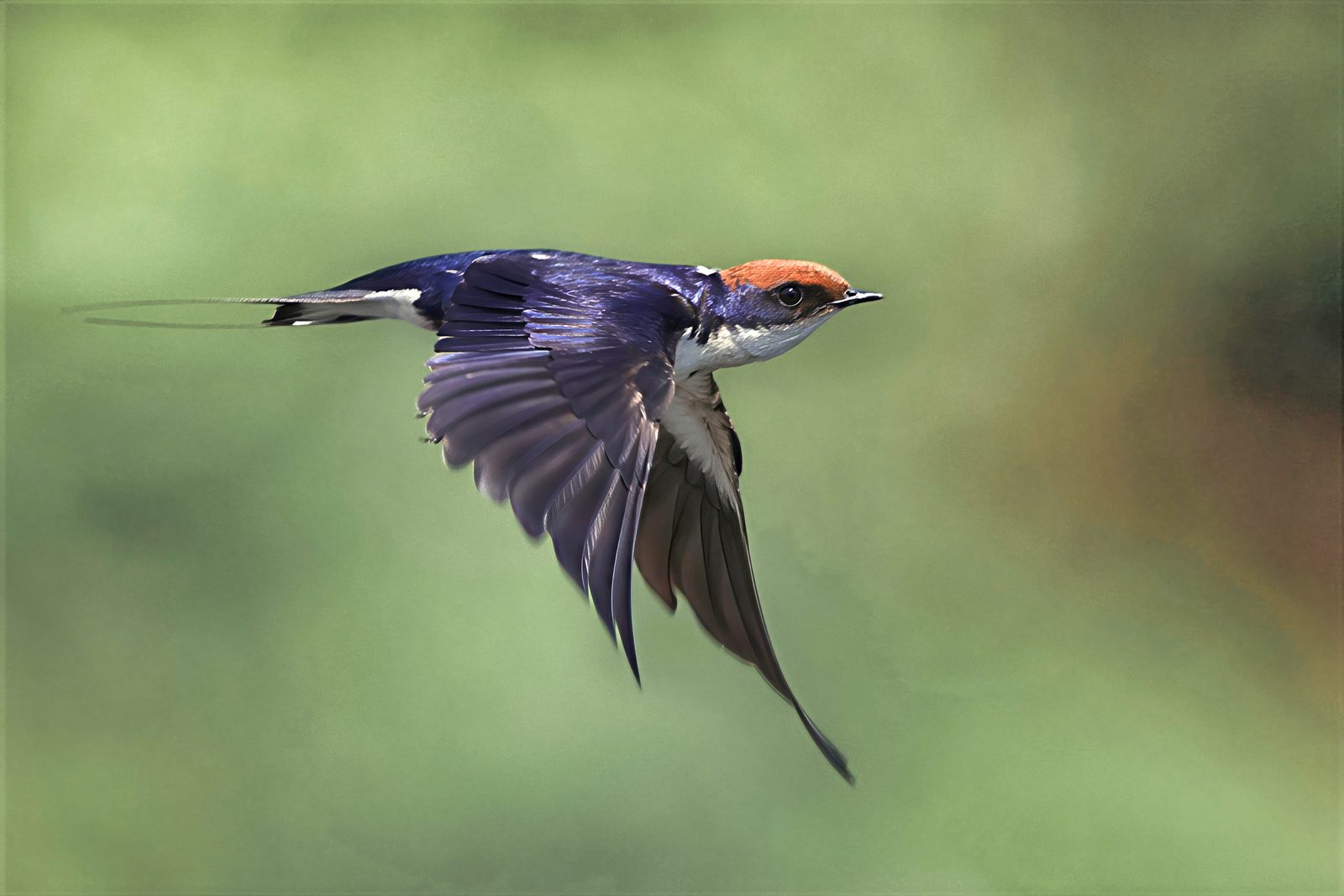 Wire-tailed swallow, in flight, Zimbabwe
