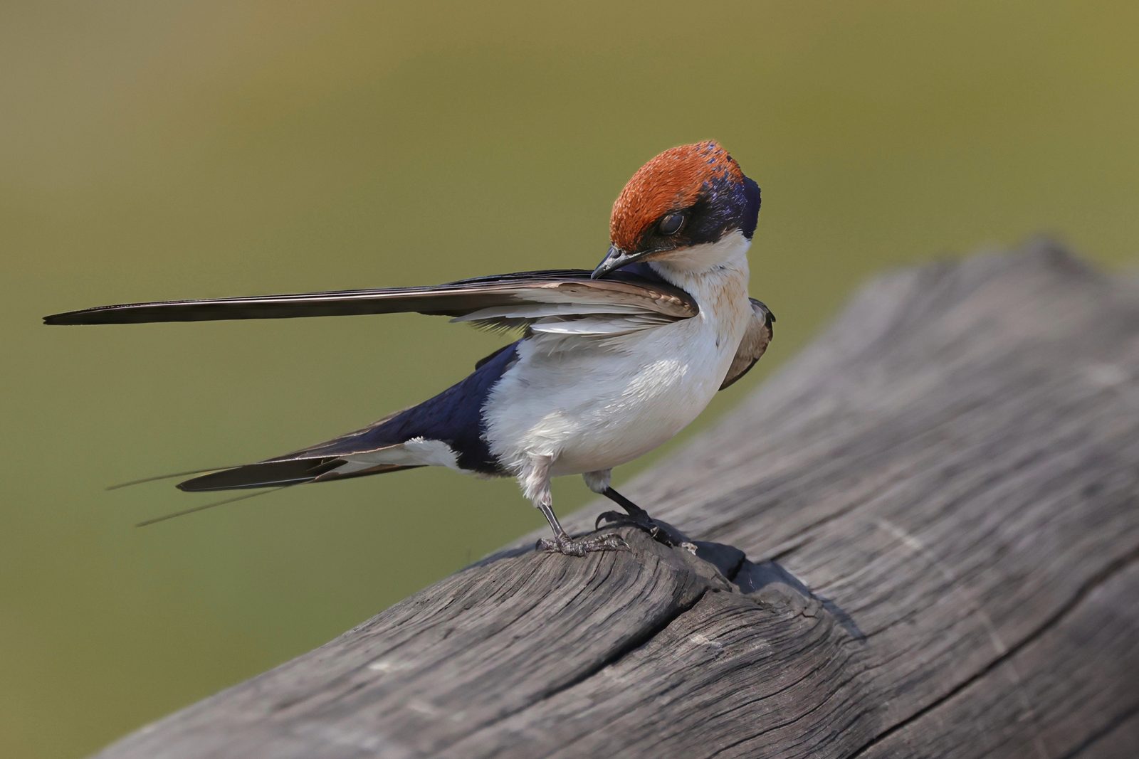 Wire-tailed swallow, perched, Zimbabwe