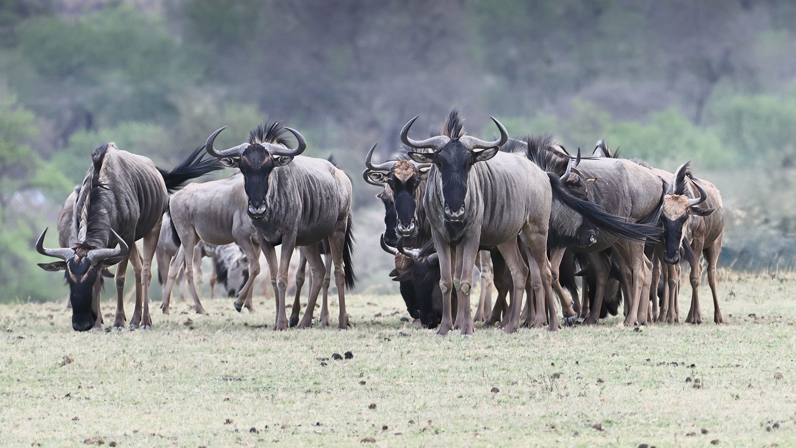 Blue wildebeest, herd, Zimbabwe