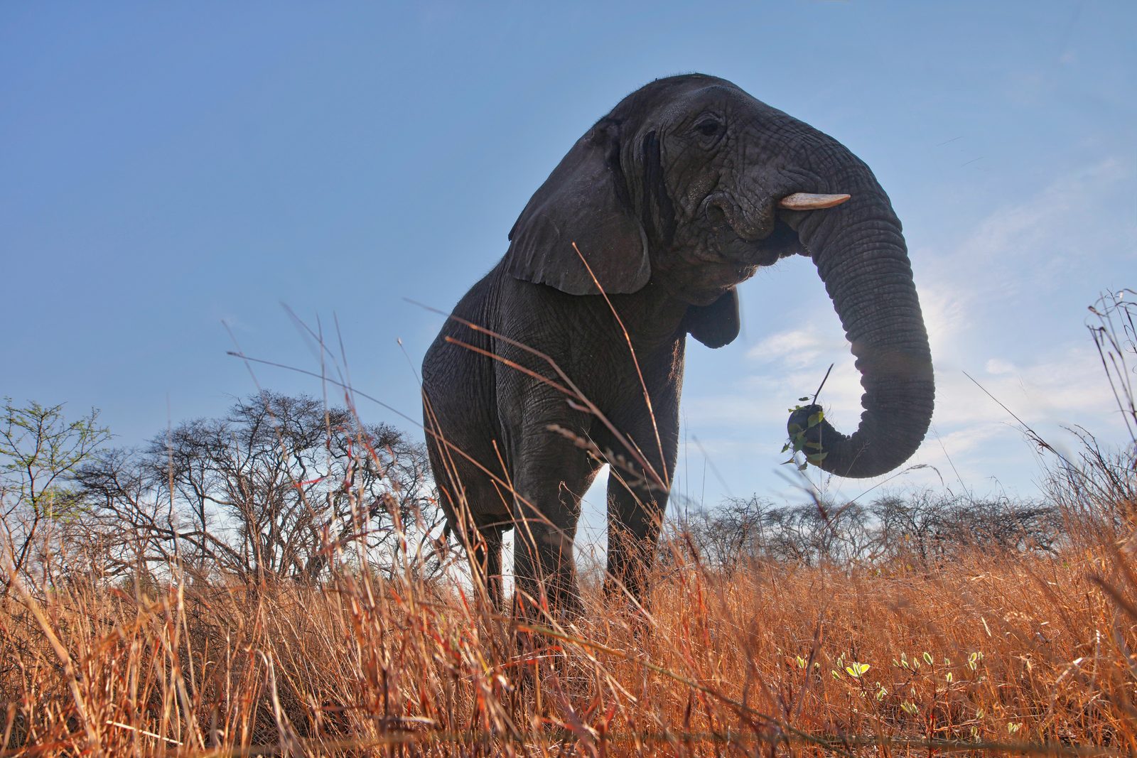 Elephant, feeding in red grass, Zimbabwe