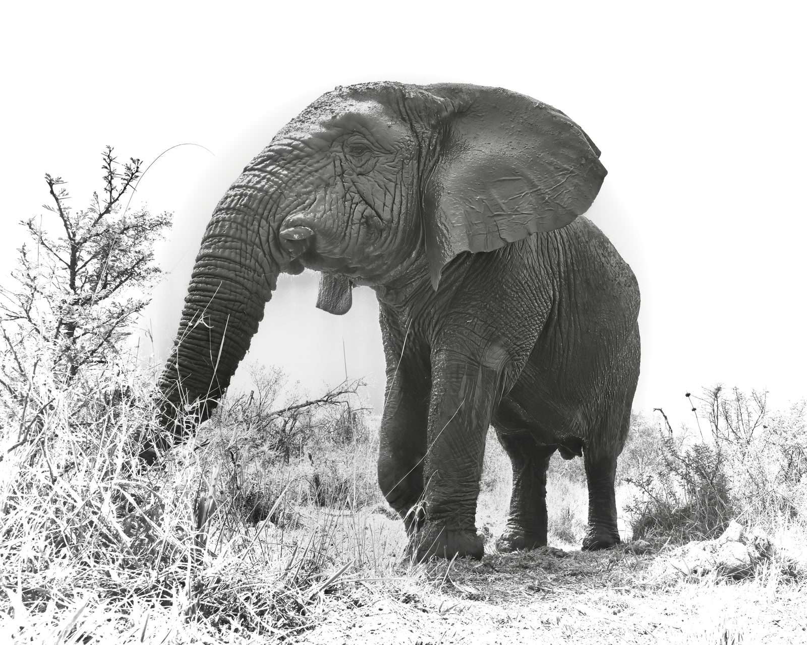 Elephant, high key, Zimbabwe