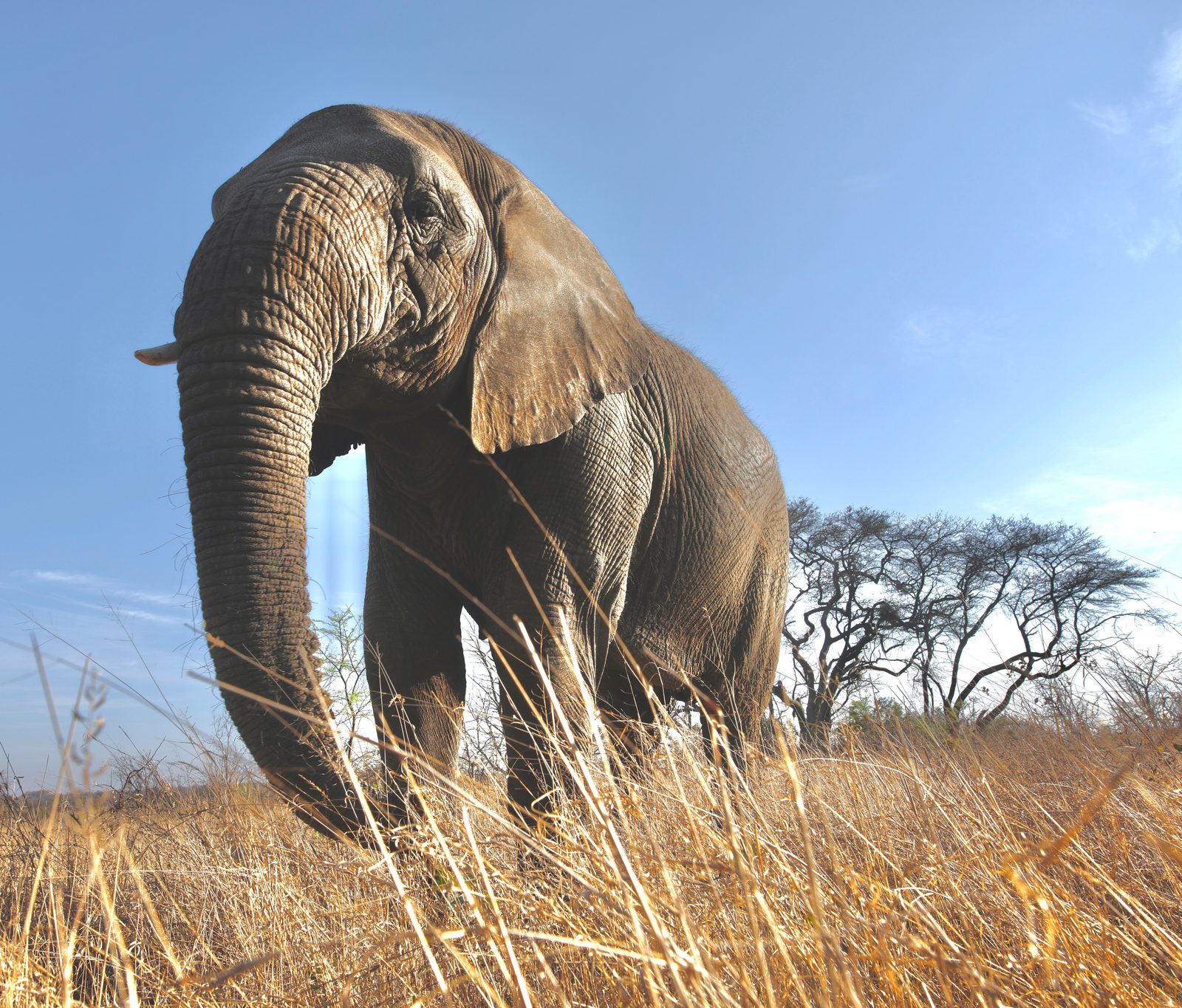 Elephant, low angle in dry grass, Zimbabwe