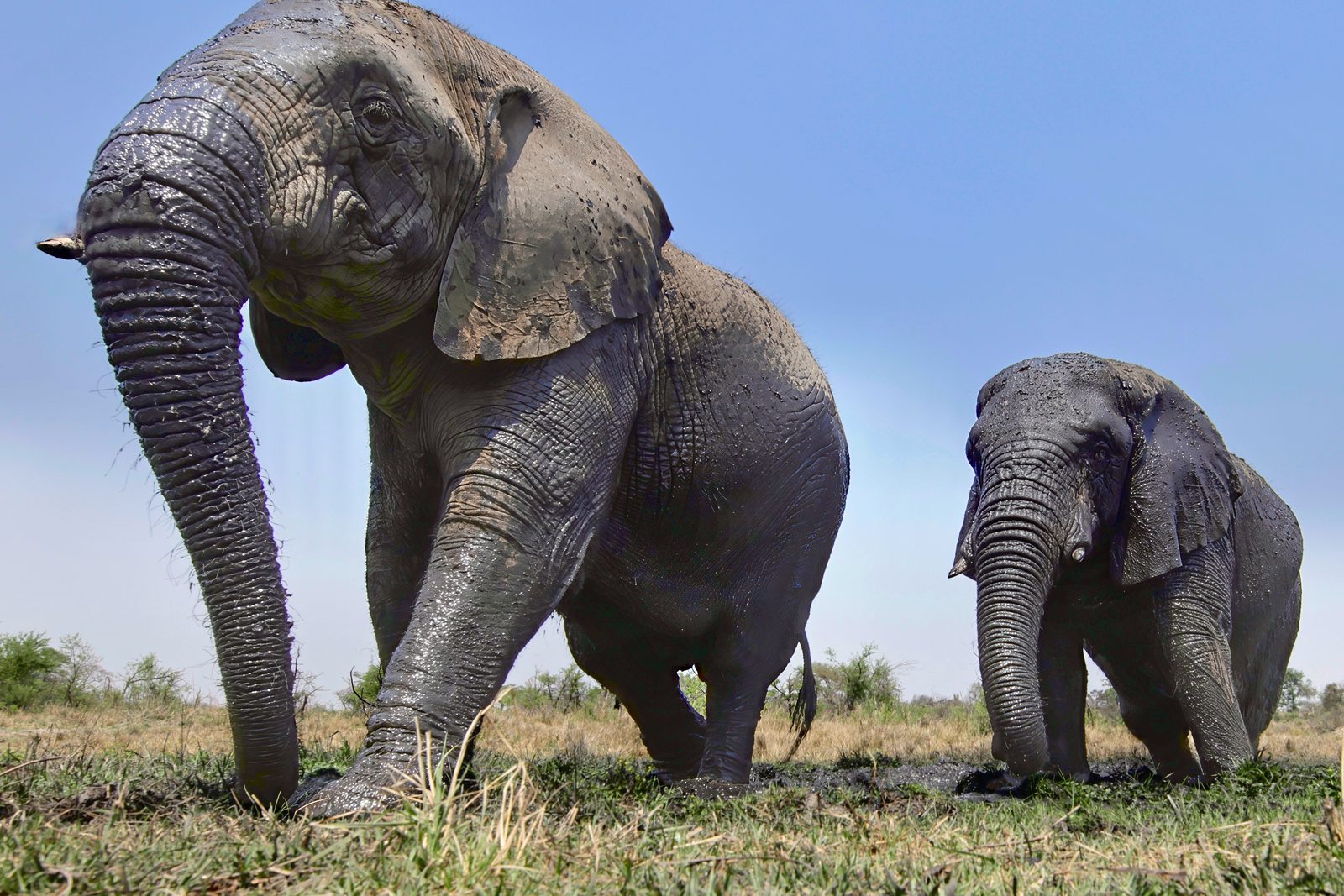 Elephants, mud-caked pair, Zimbabwe