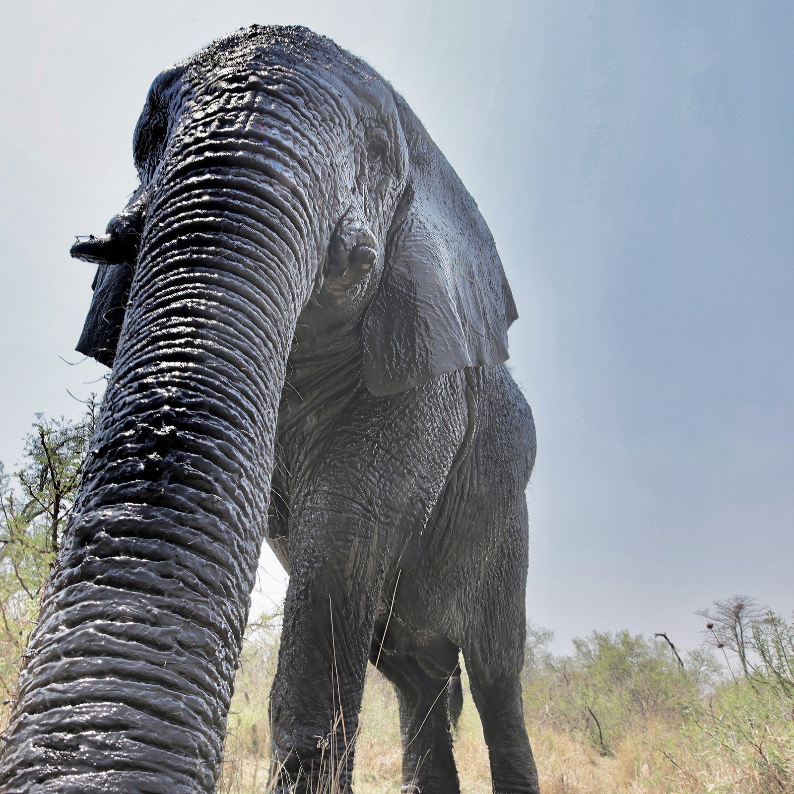 Elephant, trunk from below, Zimbabwe