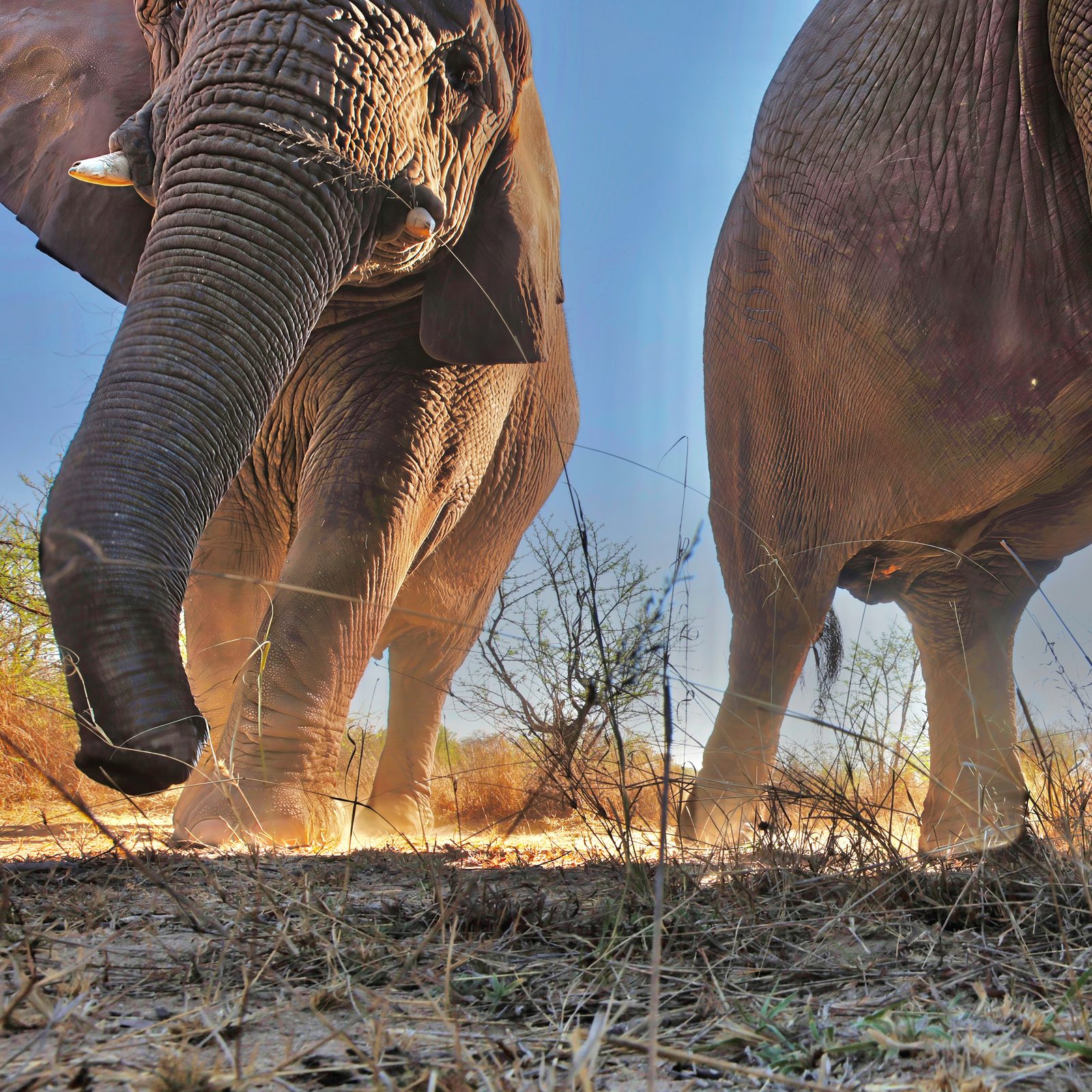 Elephants, ground level, into the sun, Zimbabwe