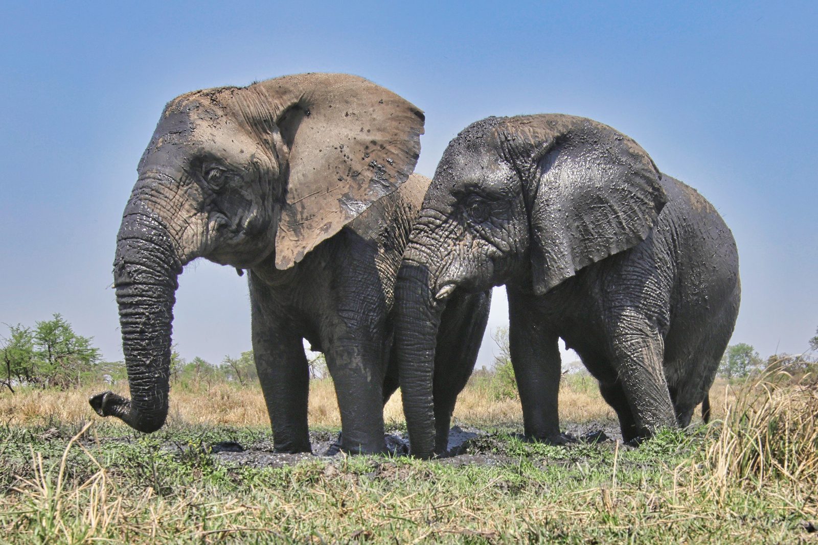 Elephants, side by side, Zimbabwe