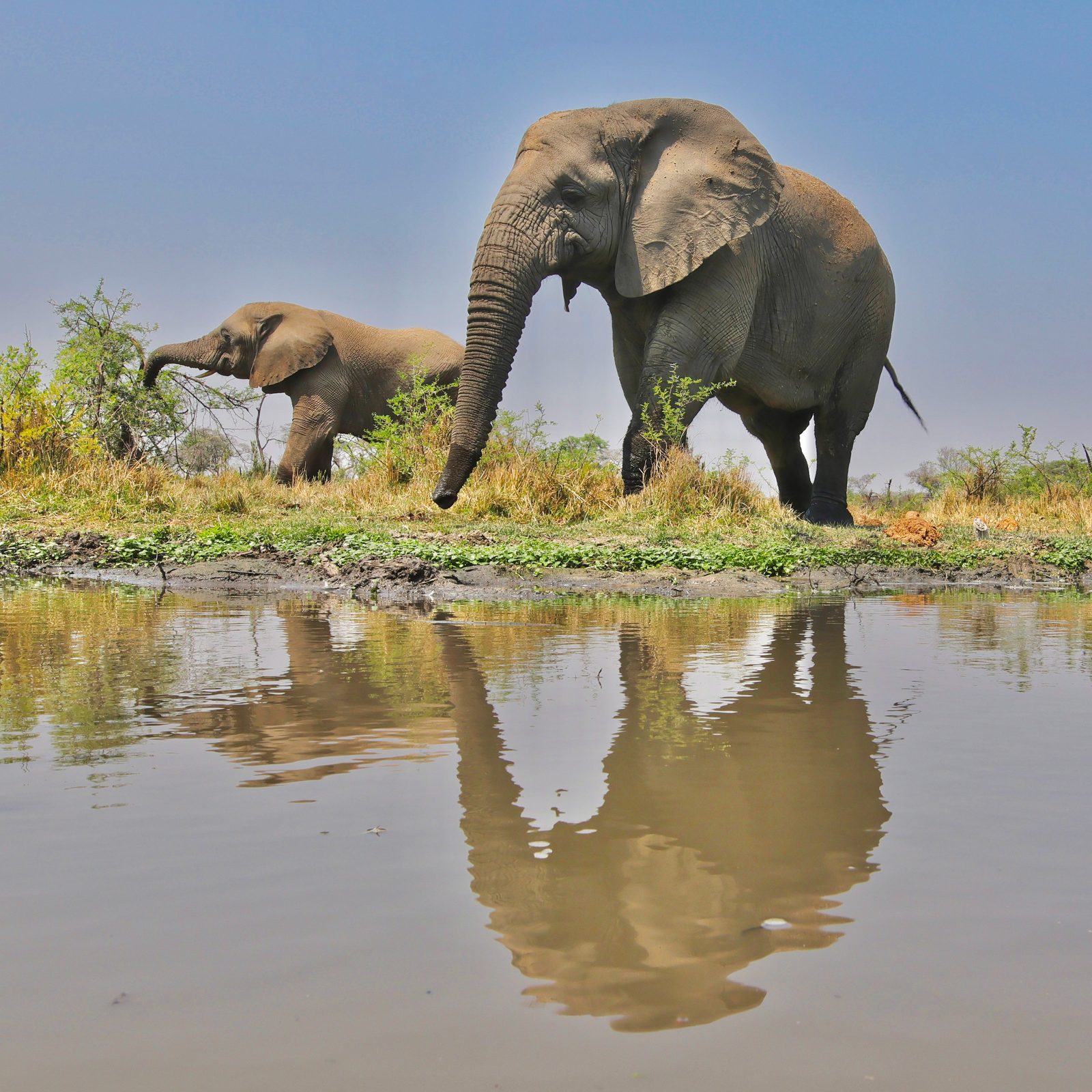 Elephants, waterhole reflection, Zimbabwe