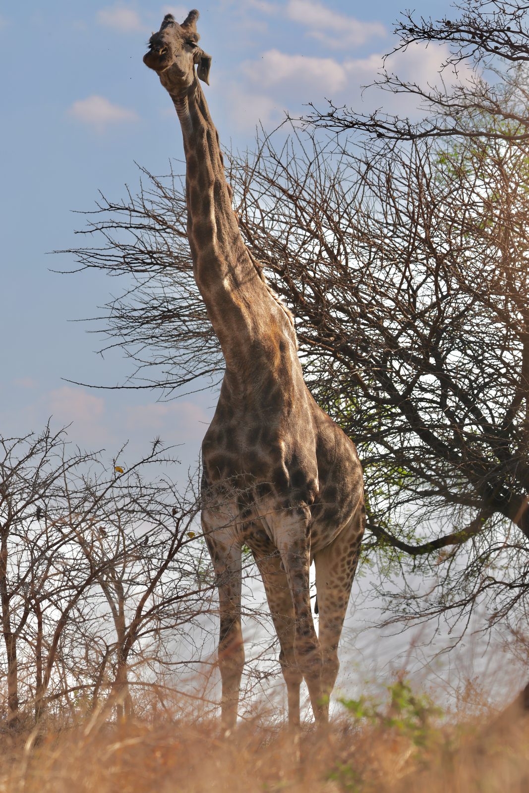 Giraffe, browsing acacia, Zimbabwe
