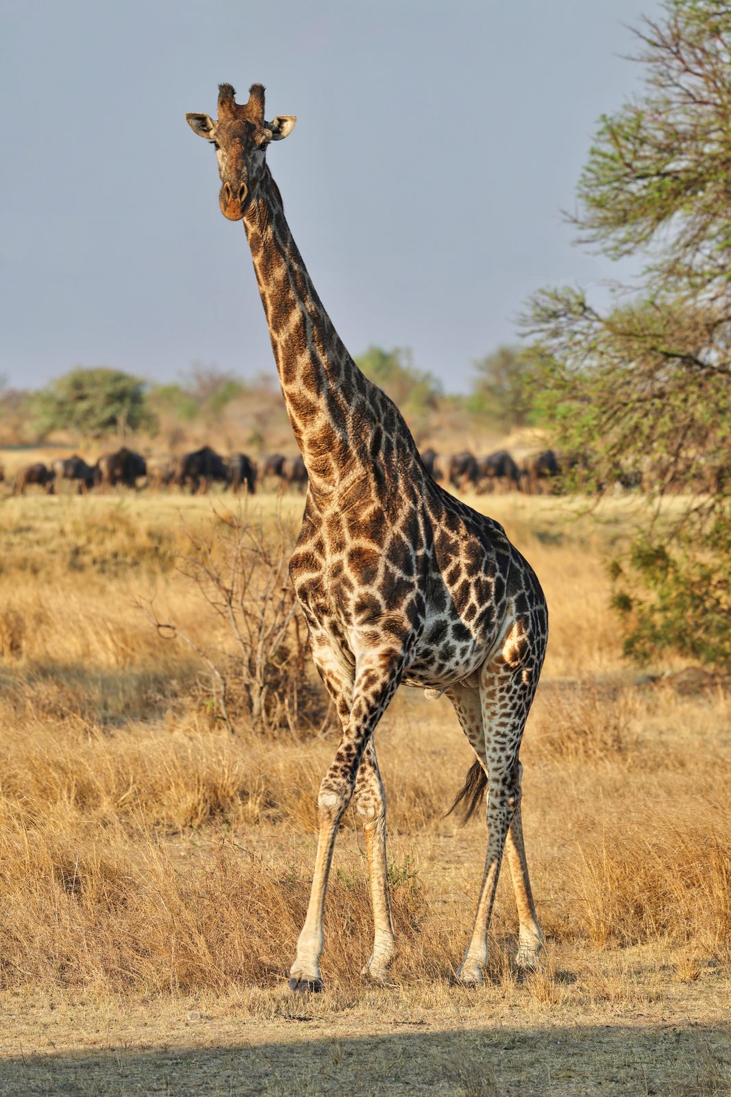 Giraffe, walking in open grassland, Zimbabwe
