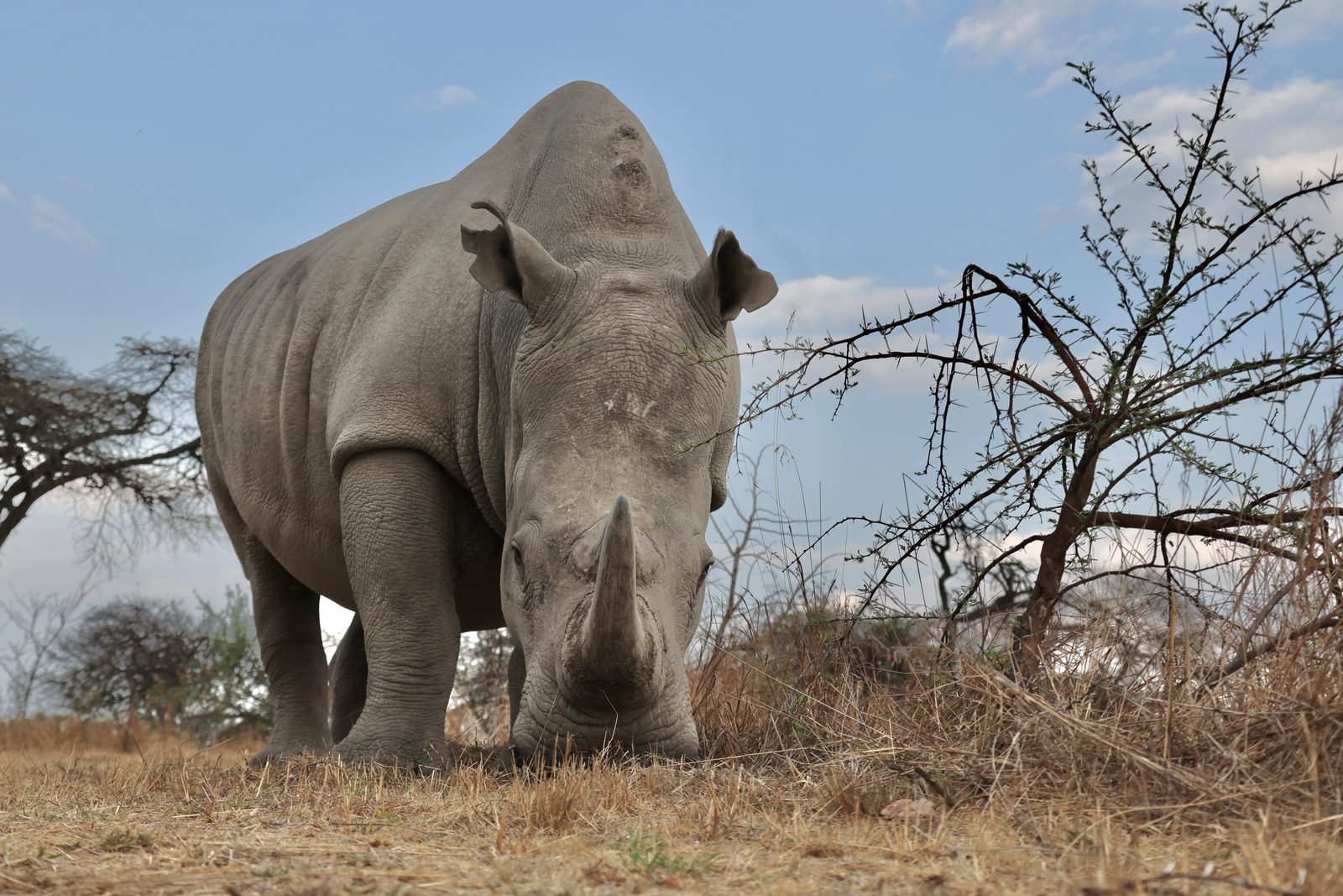 White rhino, grazing in dry grass, Zimbabwe