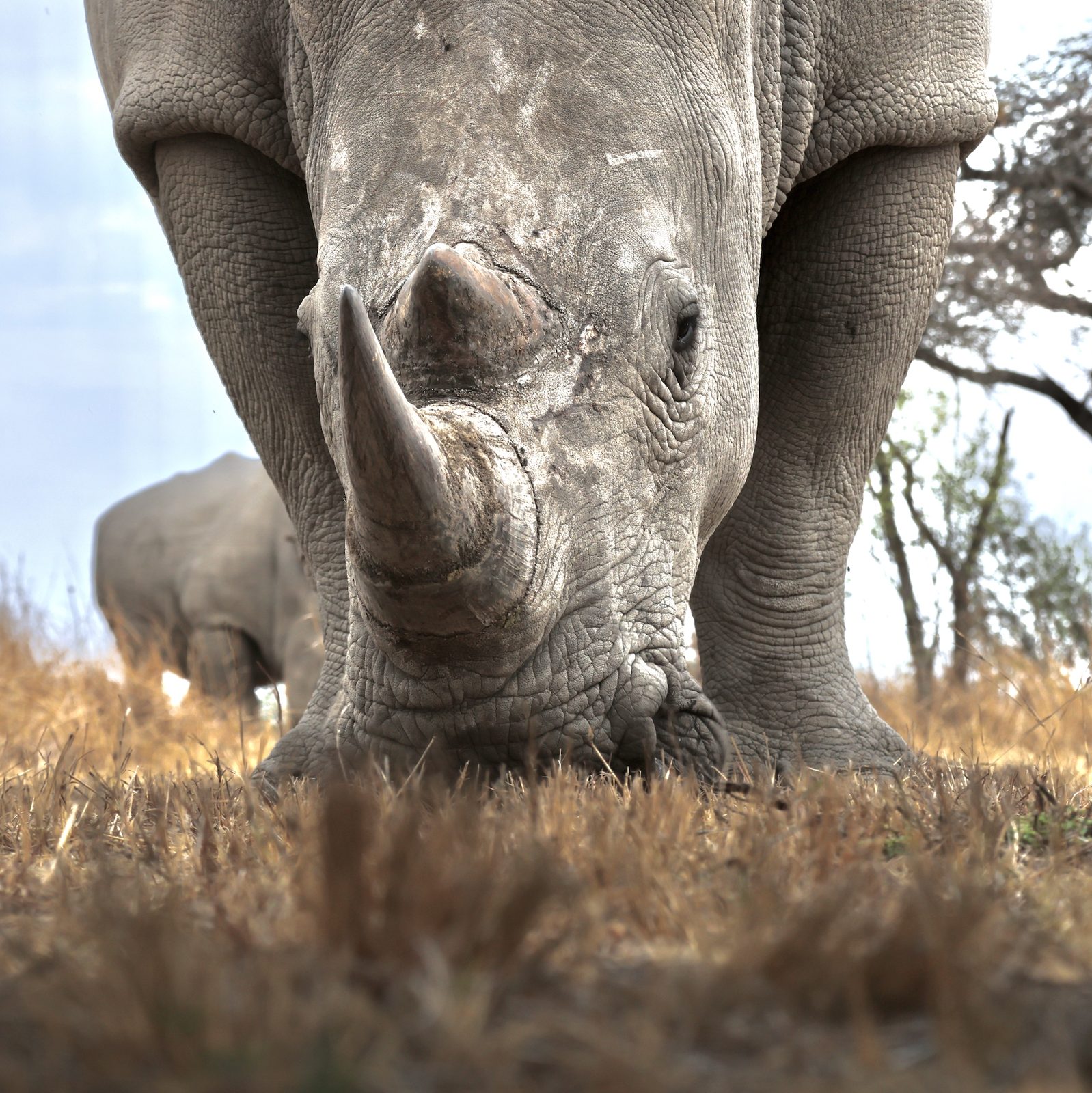 White rhino, grazing head-on at ground level, Zimbabwe