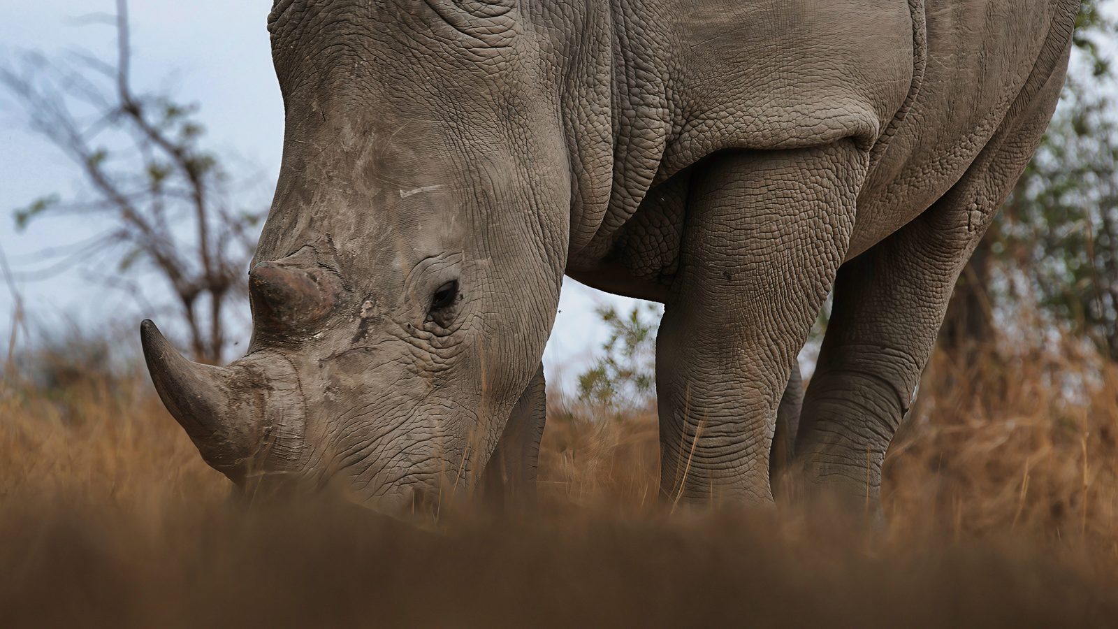 White rhino, grazing, low angle, Zimbabwe