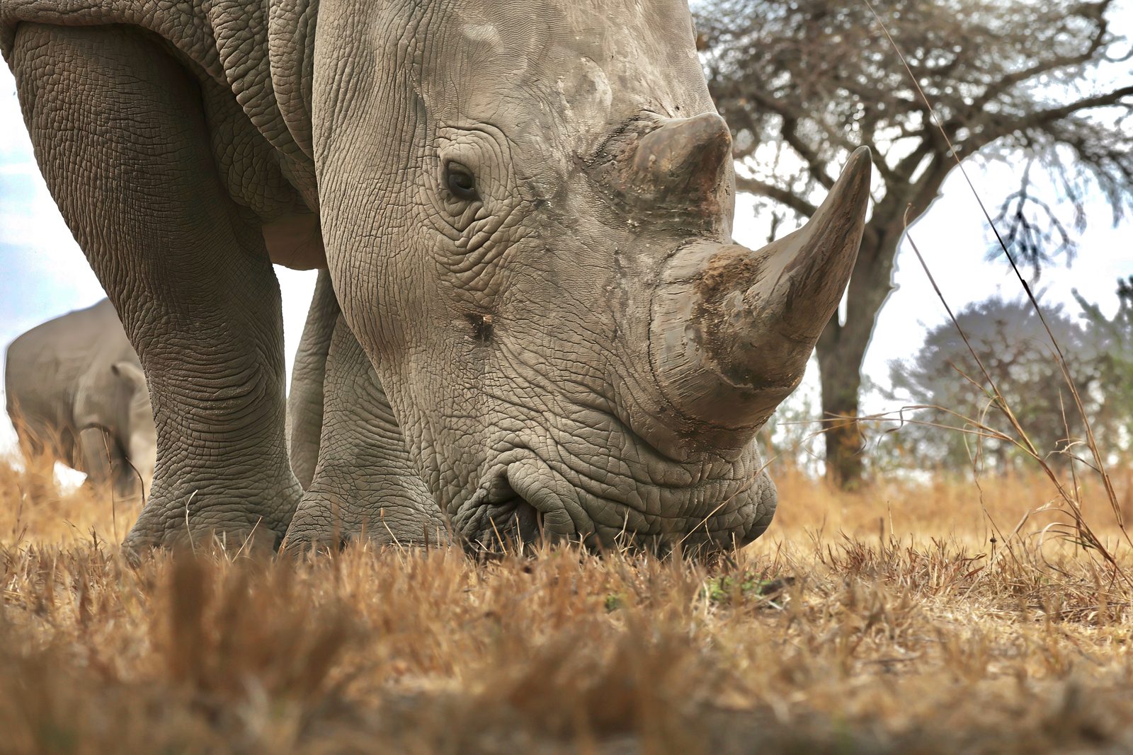 White rhino, grazing, Zimbabwe