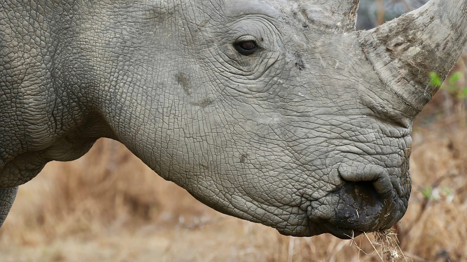 White rhino, head close-up, Zimbabwe