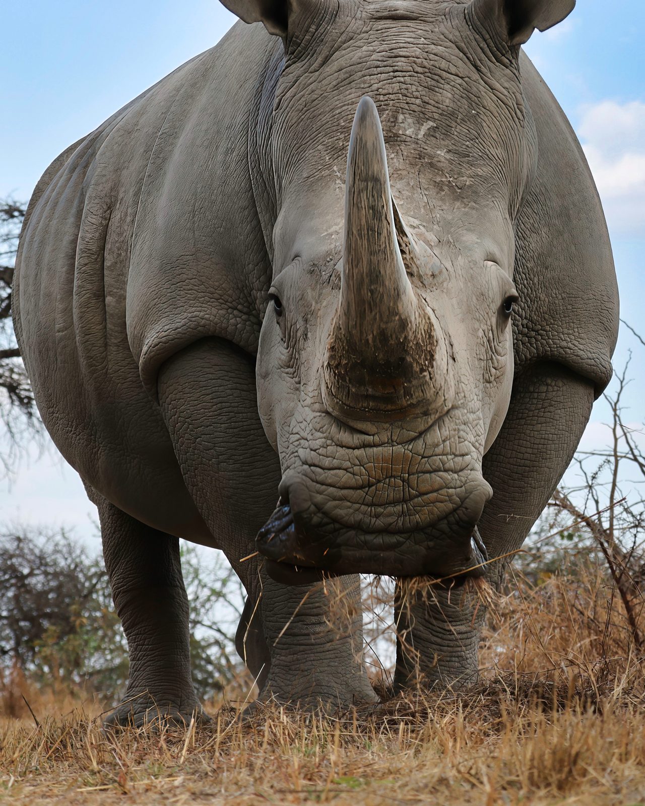 White rhino, head-on, Zimbabwe