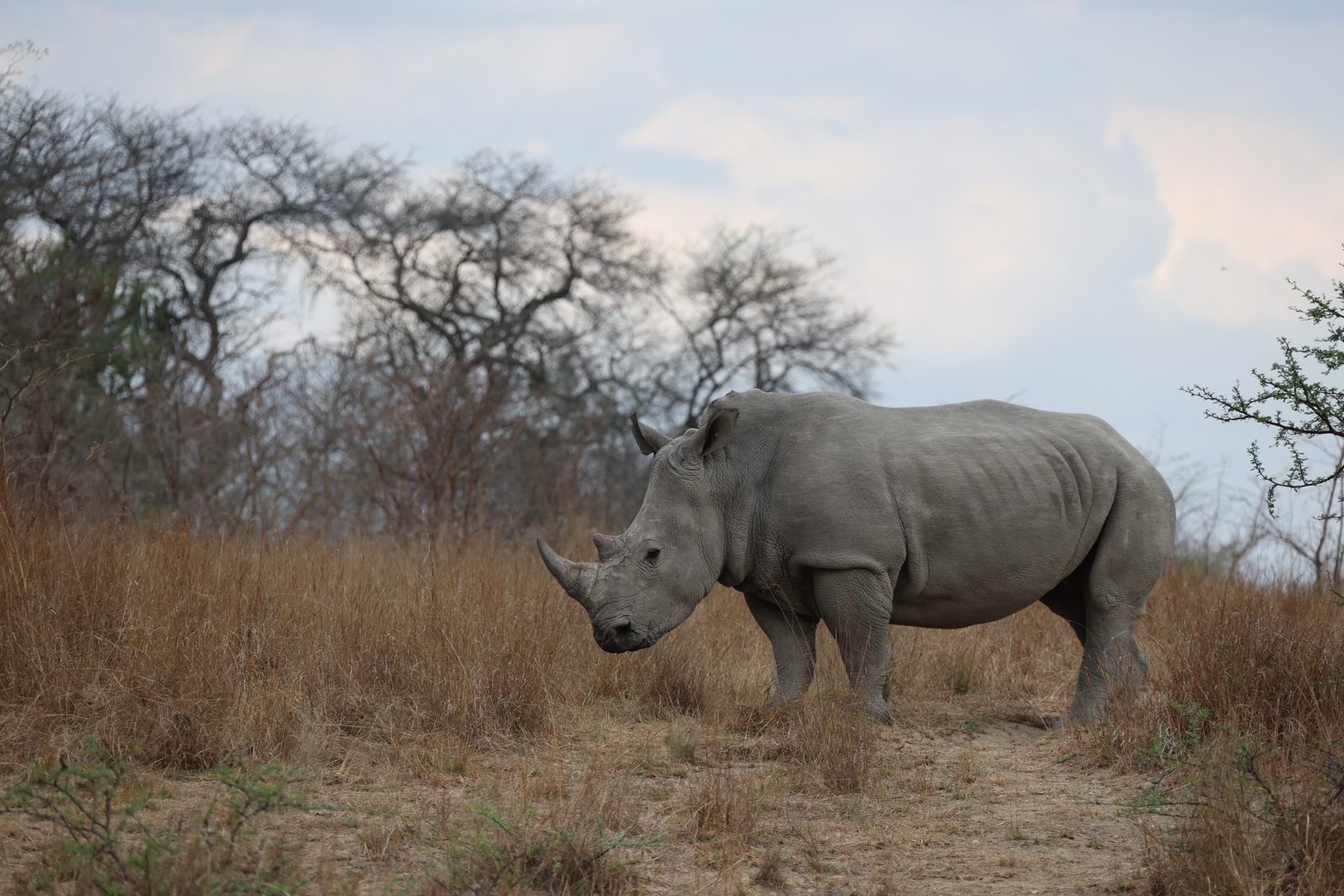 White rhino, in the open, Zimbabwe