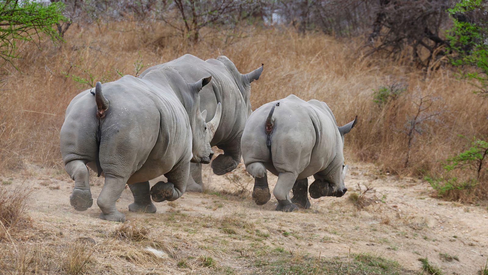 White rhinos, moving off, Zimbabwe
