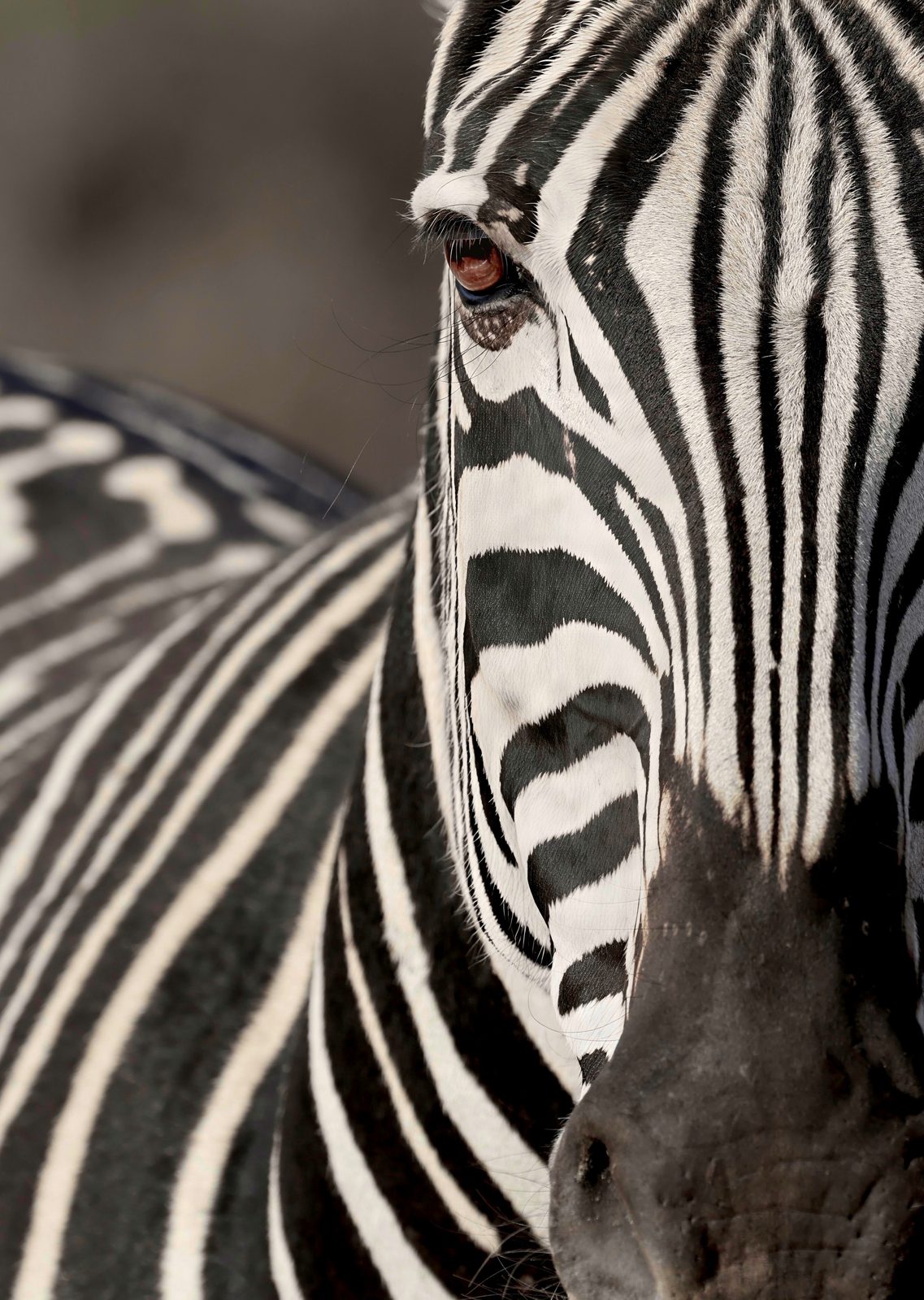 Zebra, eye and stripes, Zimbabwe