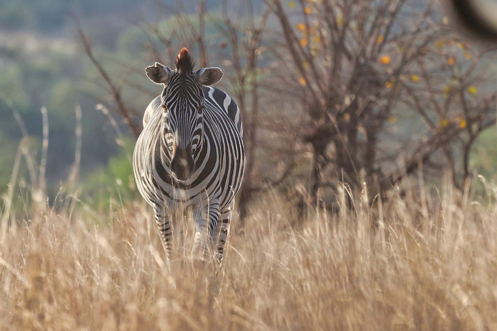 Zebra, head-on in long grass, Zimbabwe
