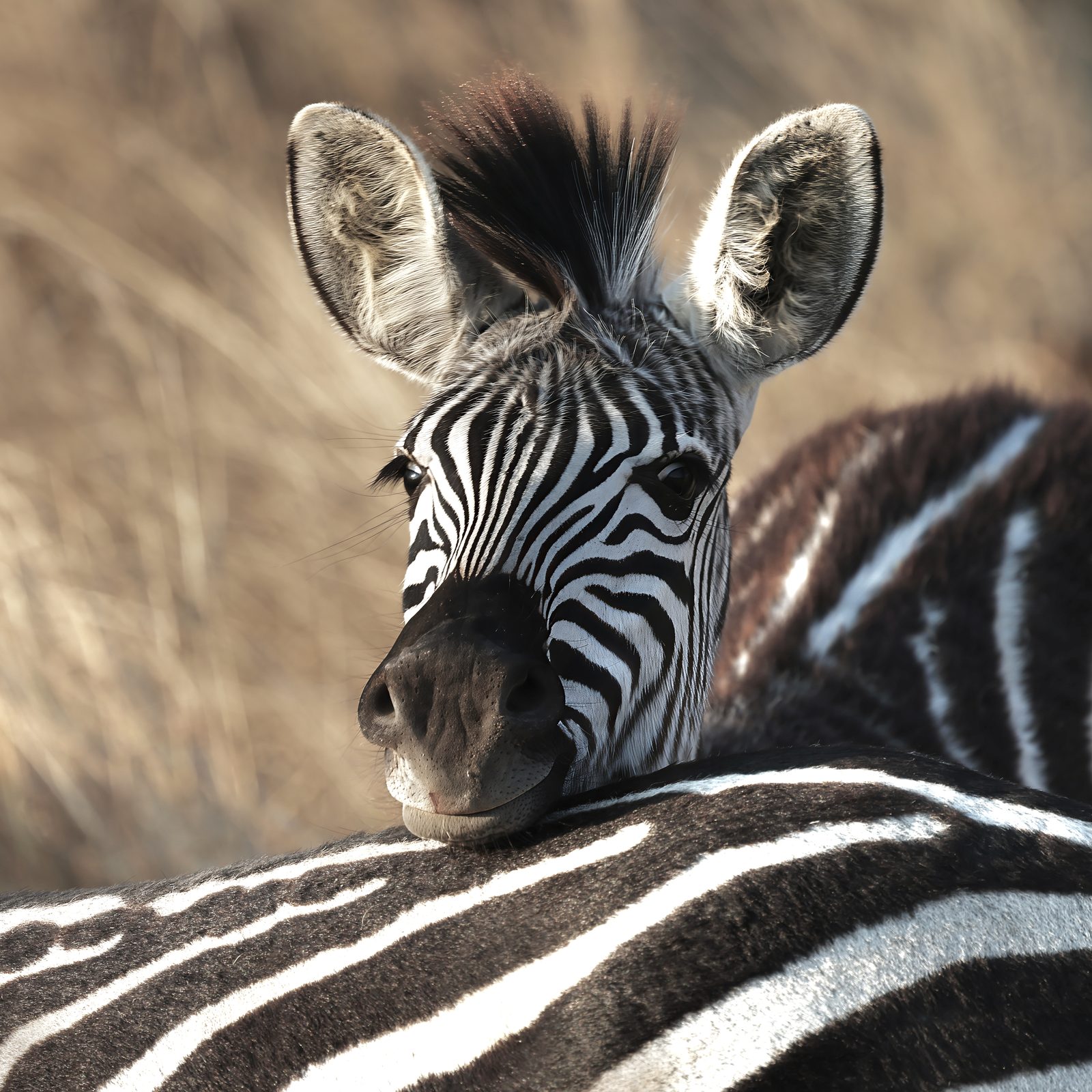 Zebra, chin resting on a companion, Zimbabwe