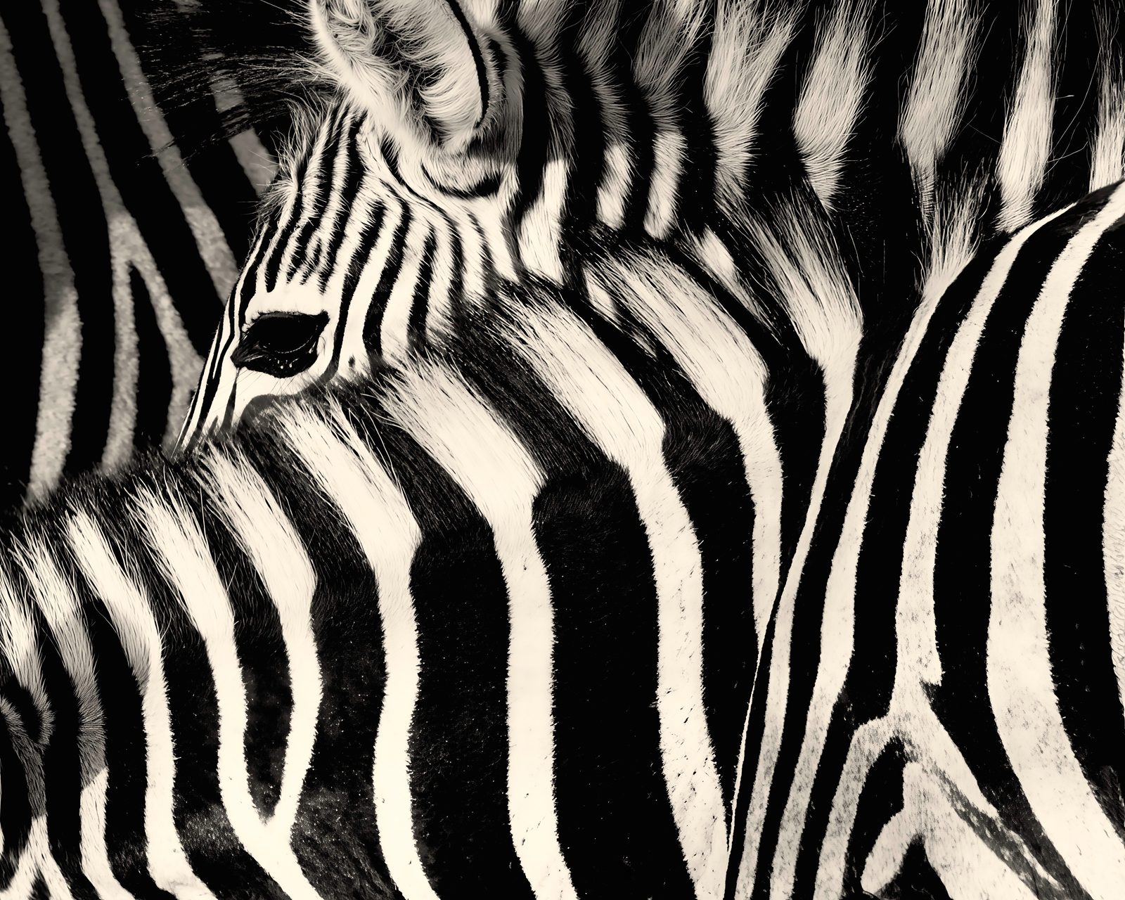 Zebra, stripes abstract, Zimbabwe