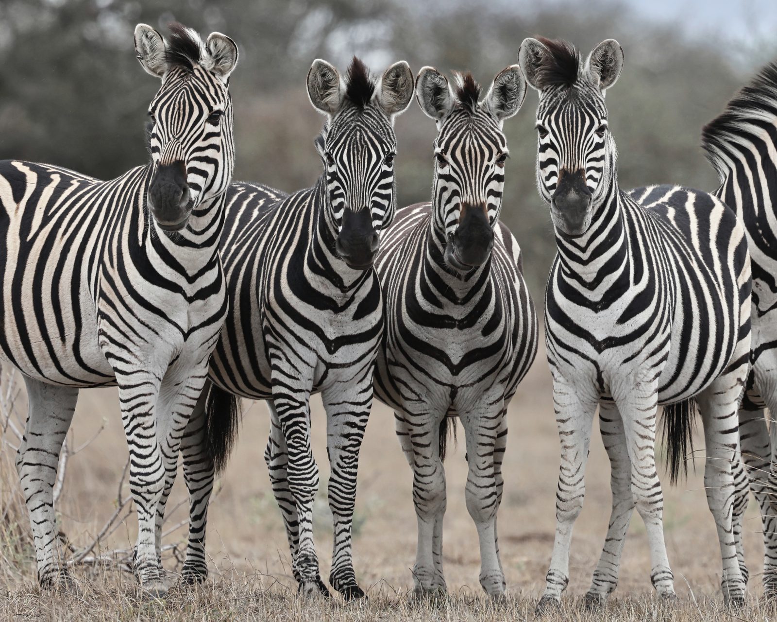 Zebras, four abreast, Zimbabwe