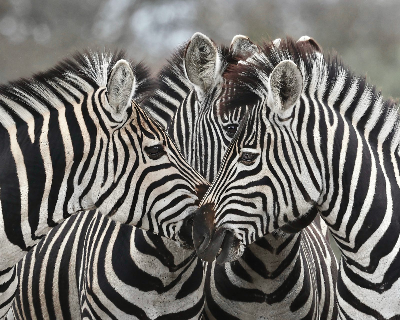 Zebras, heads together, Zimbabwe