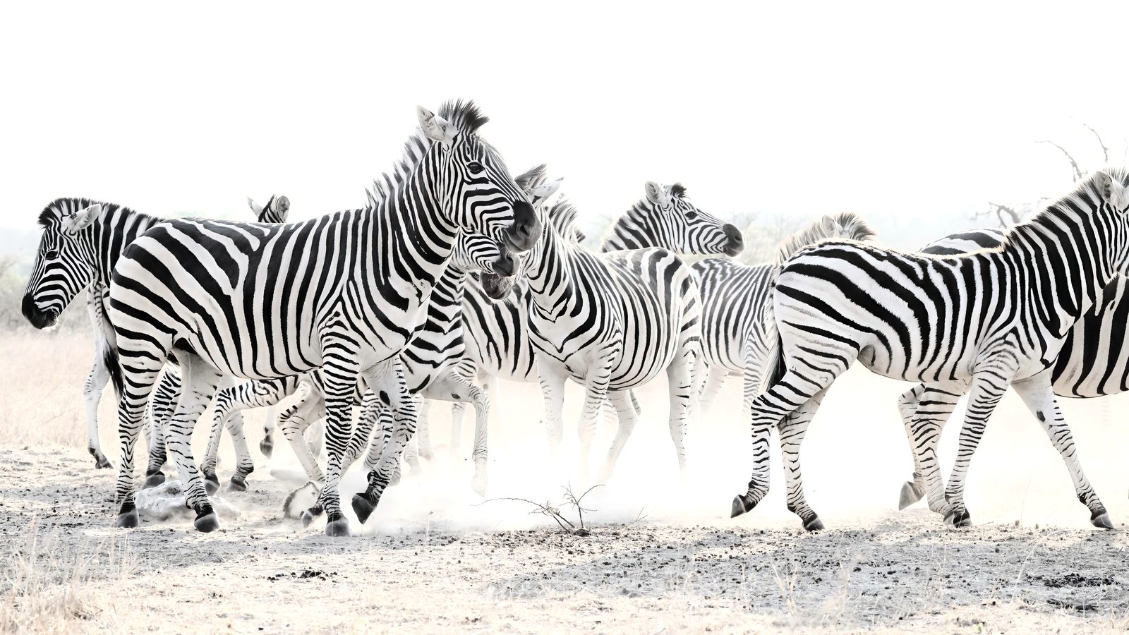 Zebras running through dust, Zimbabwe
