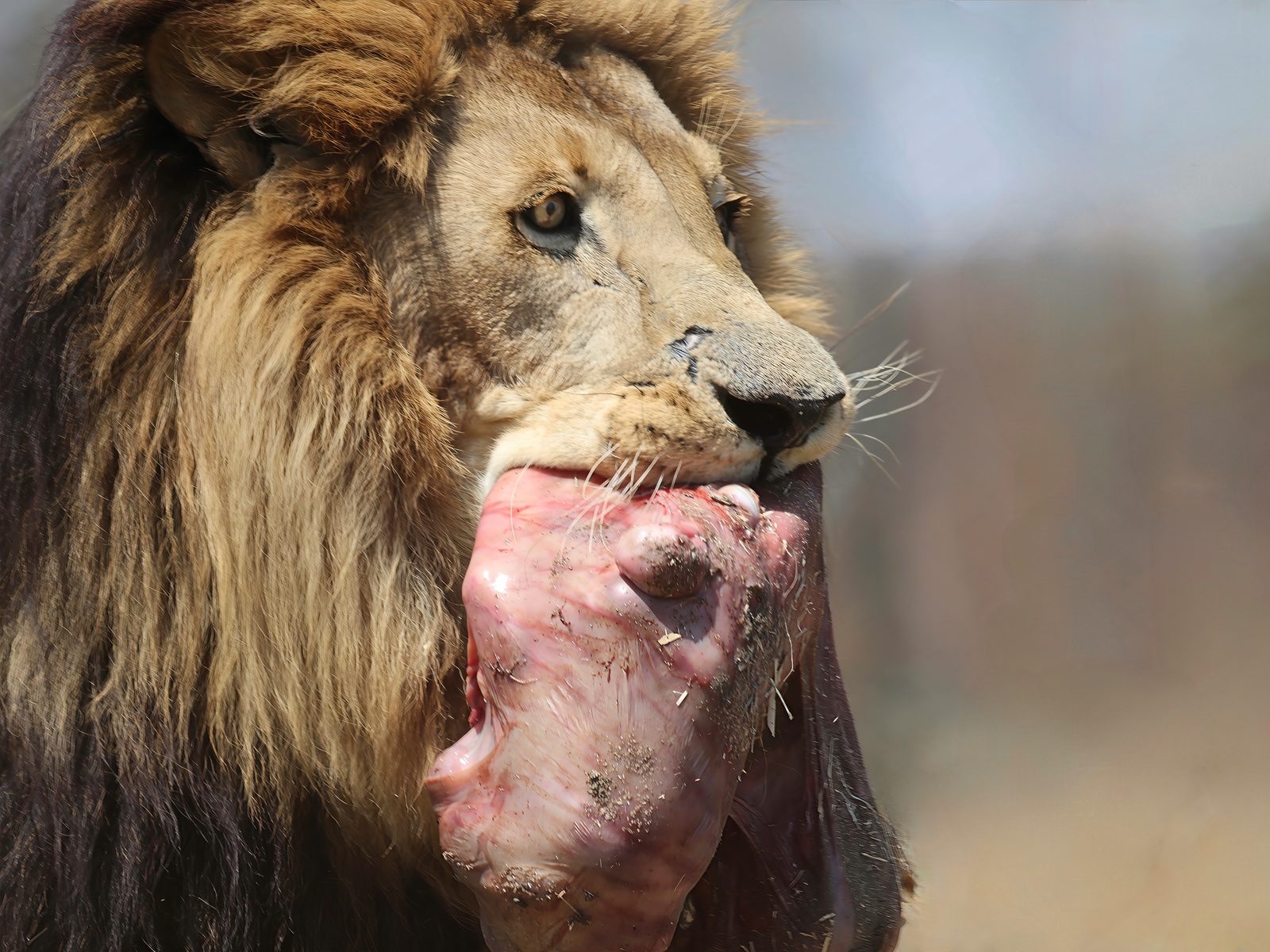 A pre-release male lion carrying a ration of meat in his jaws