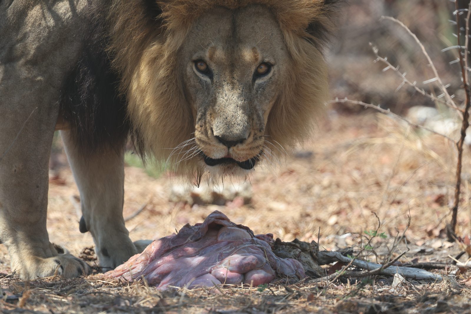 A male lion of the release pride standing over a carcass, looking at the camera