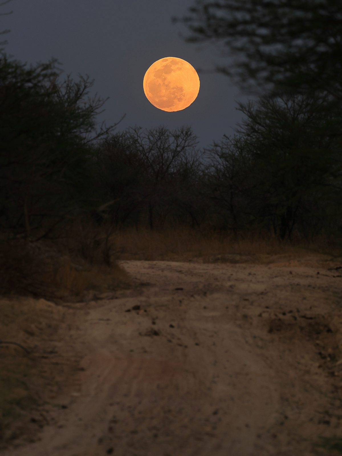 Moonrise over the track, Zimbabwe