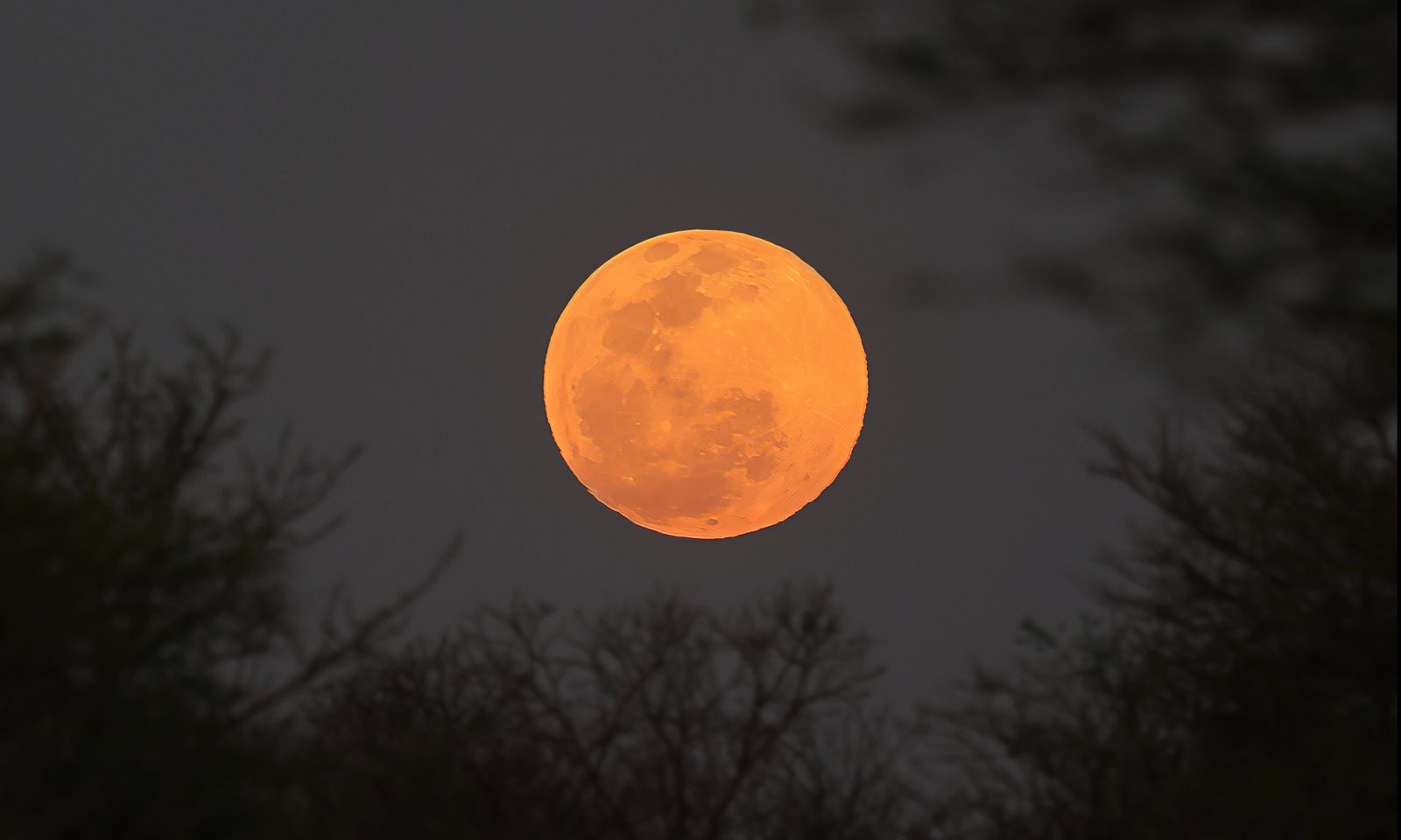 Moonrise through the bush, Zimbabwe