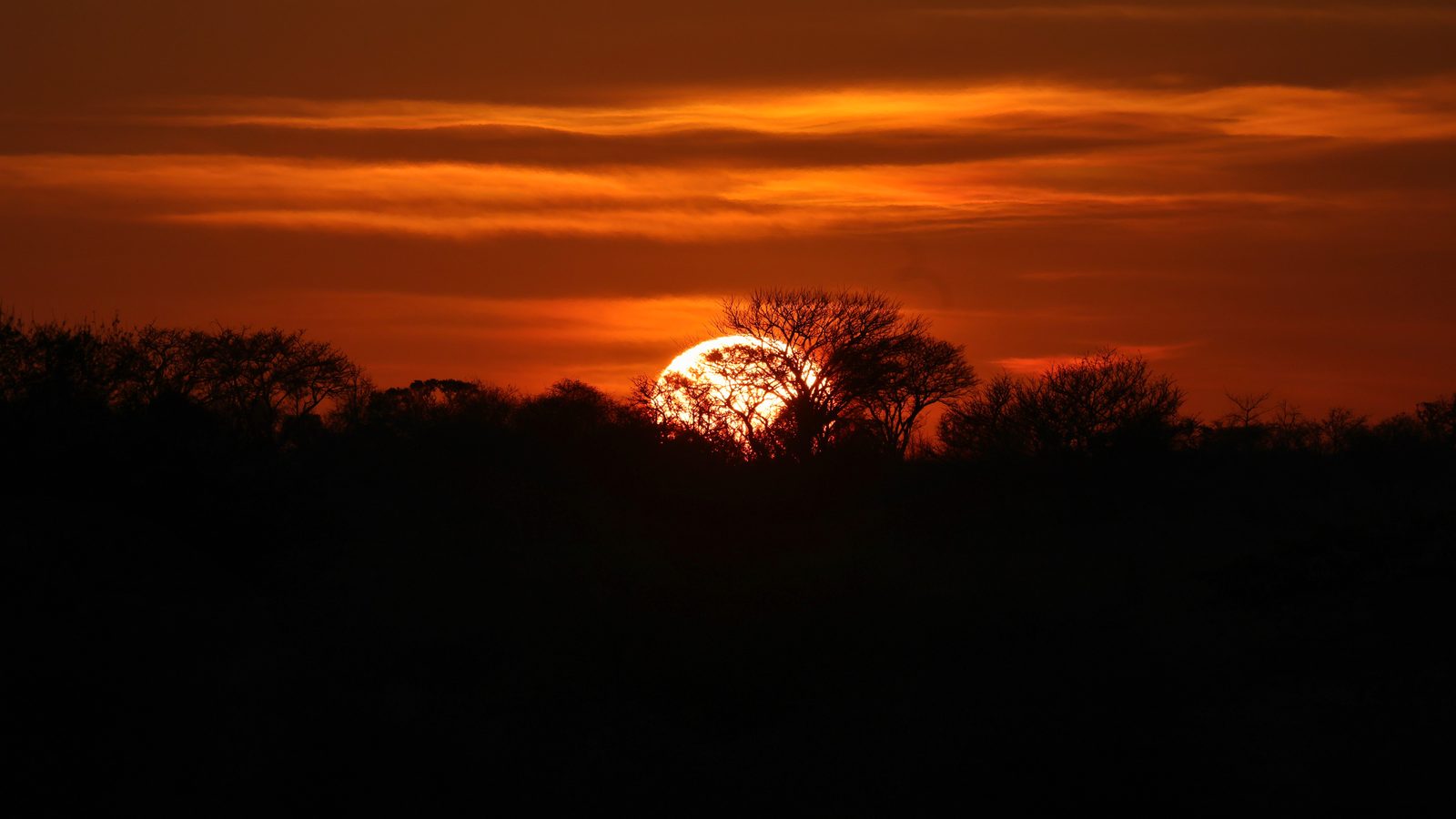 Sun setting on the treeline, Zimbabwe