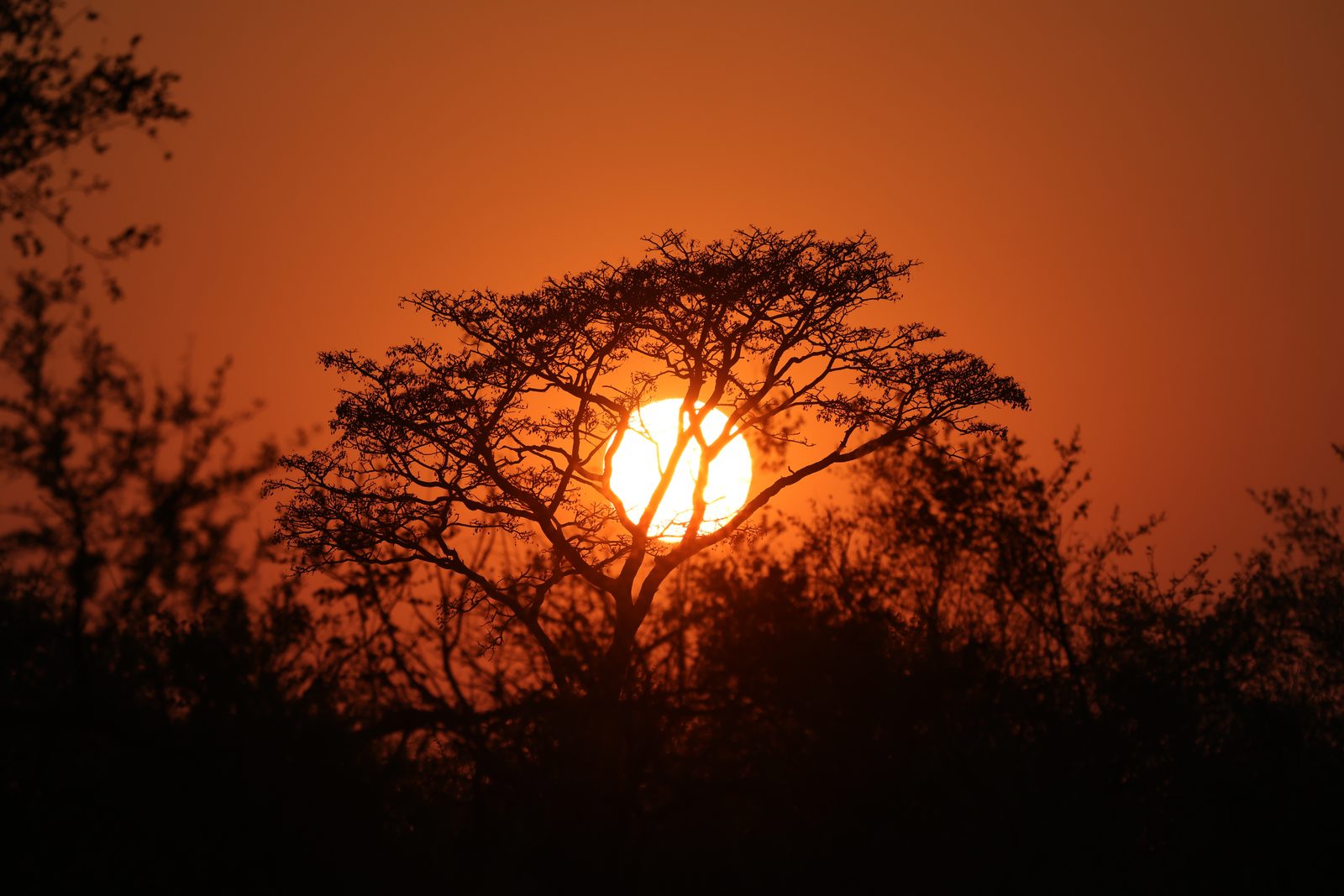 Sunset through an acacia, Zimbabwe
