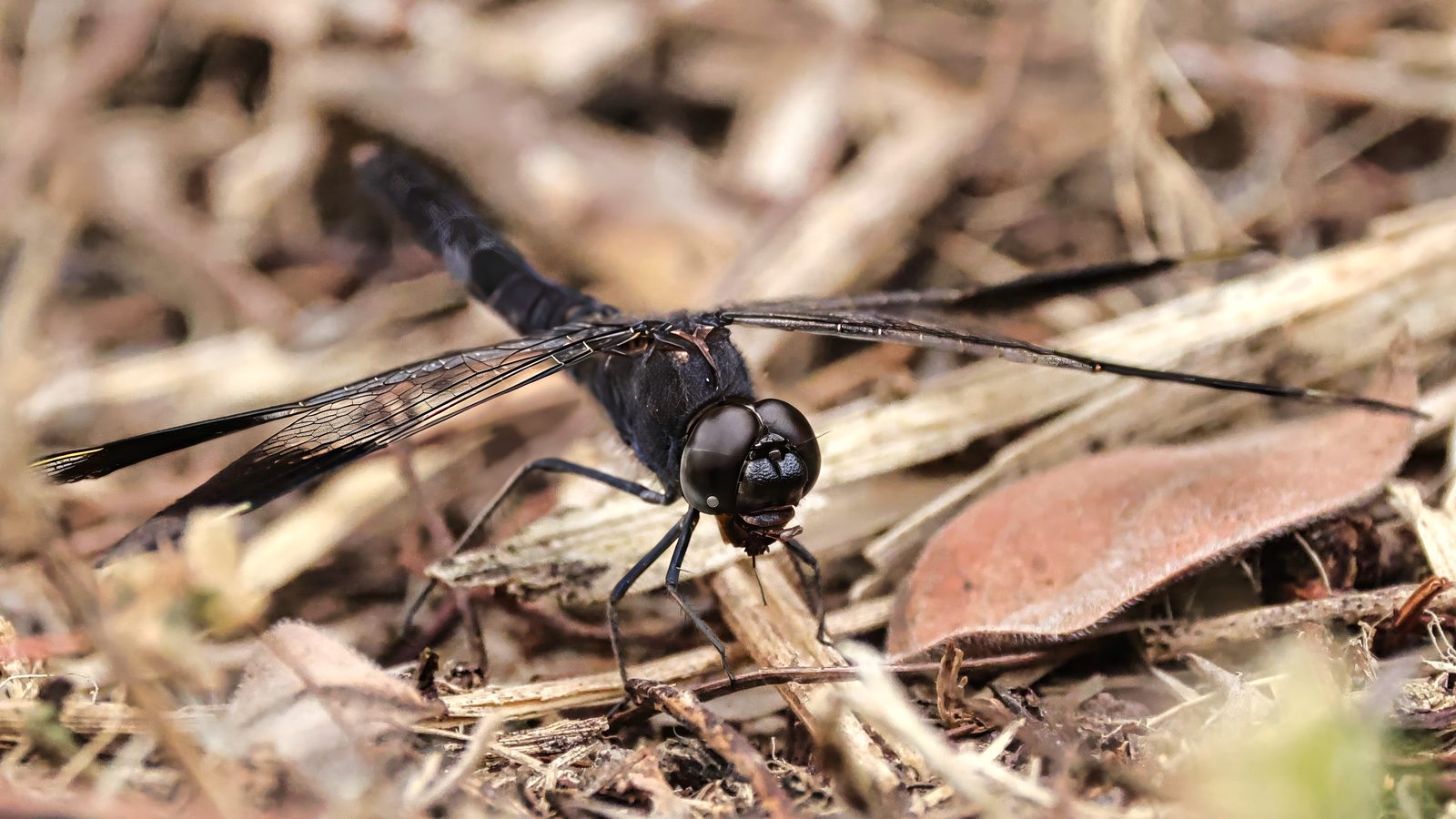 Dark dragonfly, on leaf litter, Zimbabwe